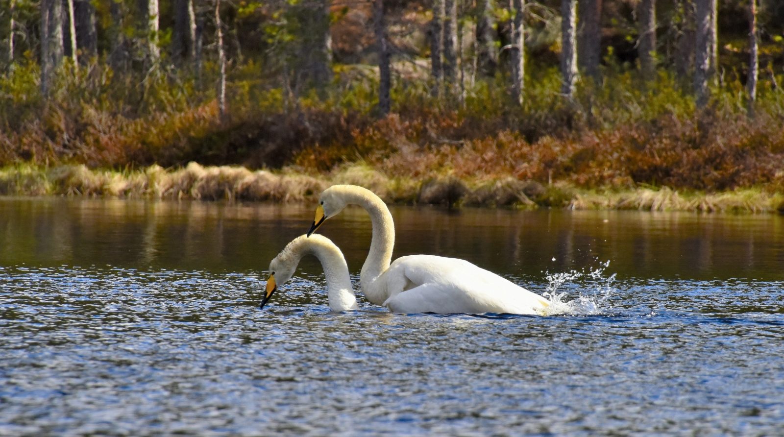 Valokuvaaja: Reijo Juurinen Valokuvaaja: Reijo Juurinen