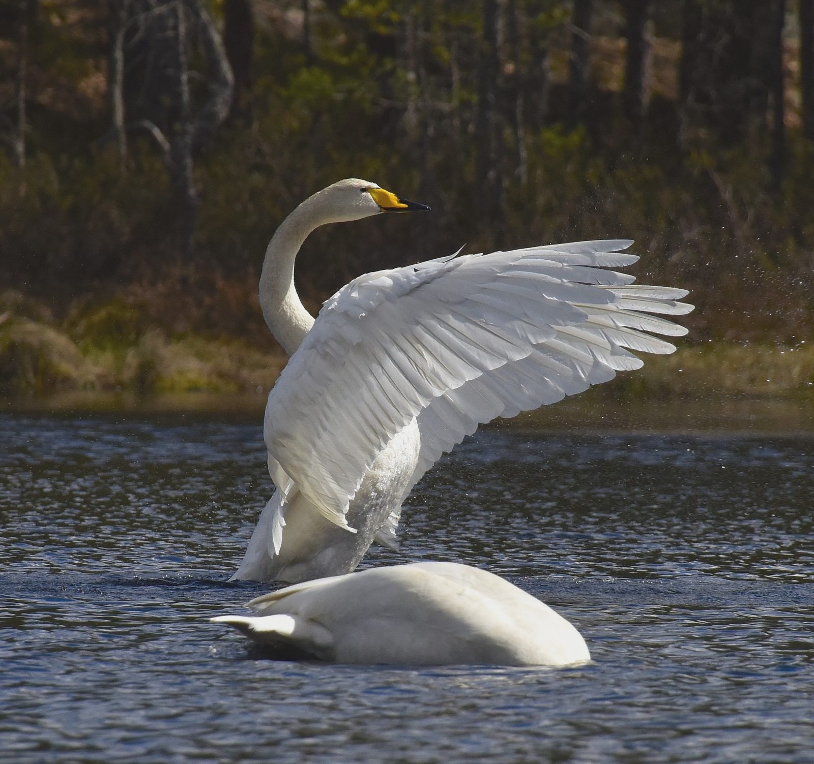 Valokuvaaja: Reijo Juurinen