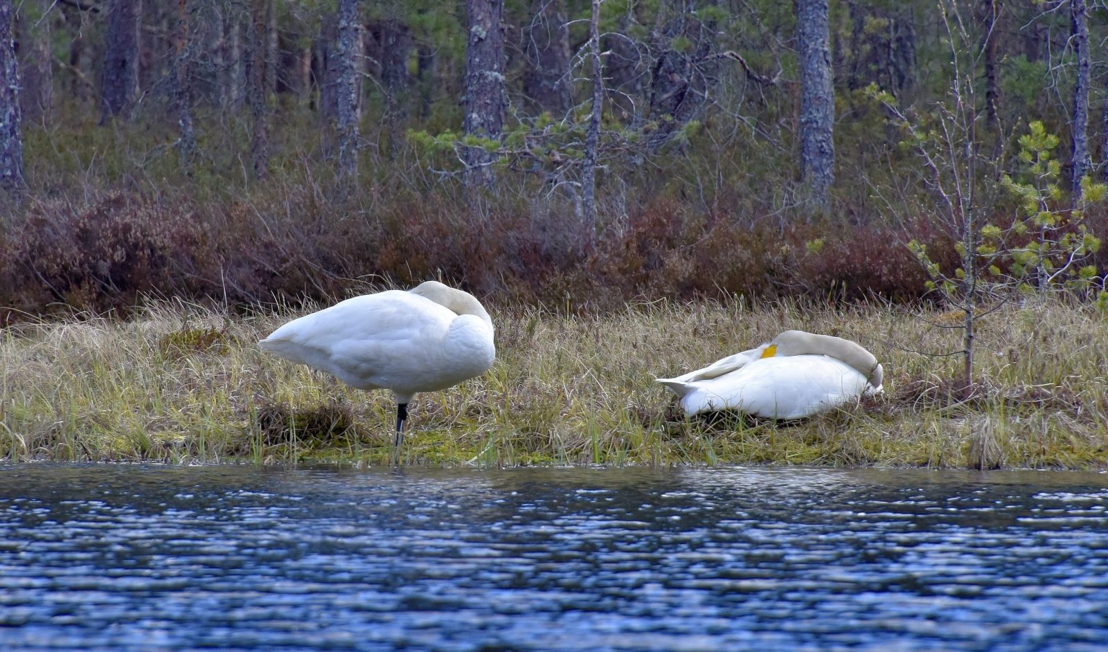 Valokuvaaja: Reijo Juurinen