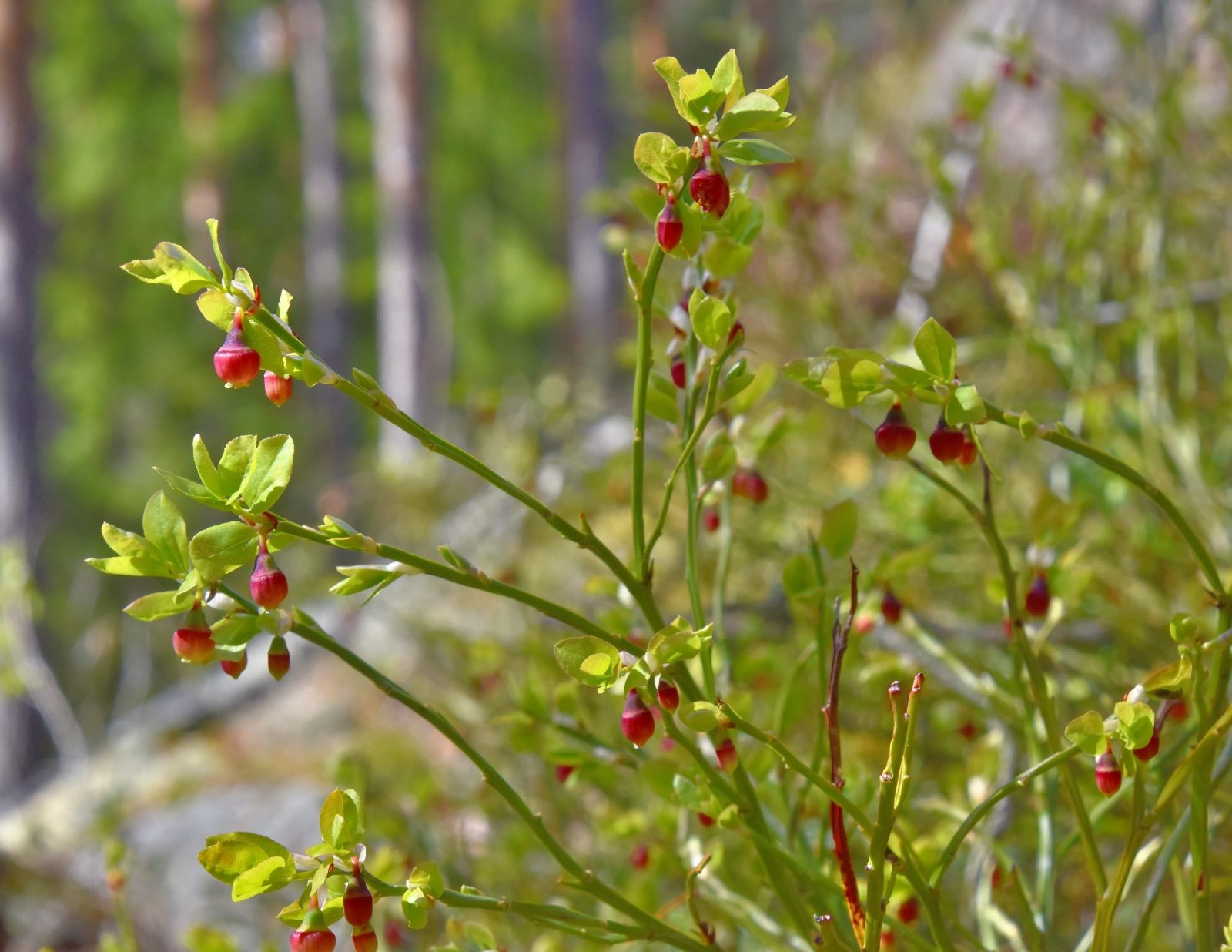 Valokuvaaja: Reijo Juurinen