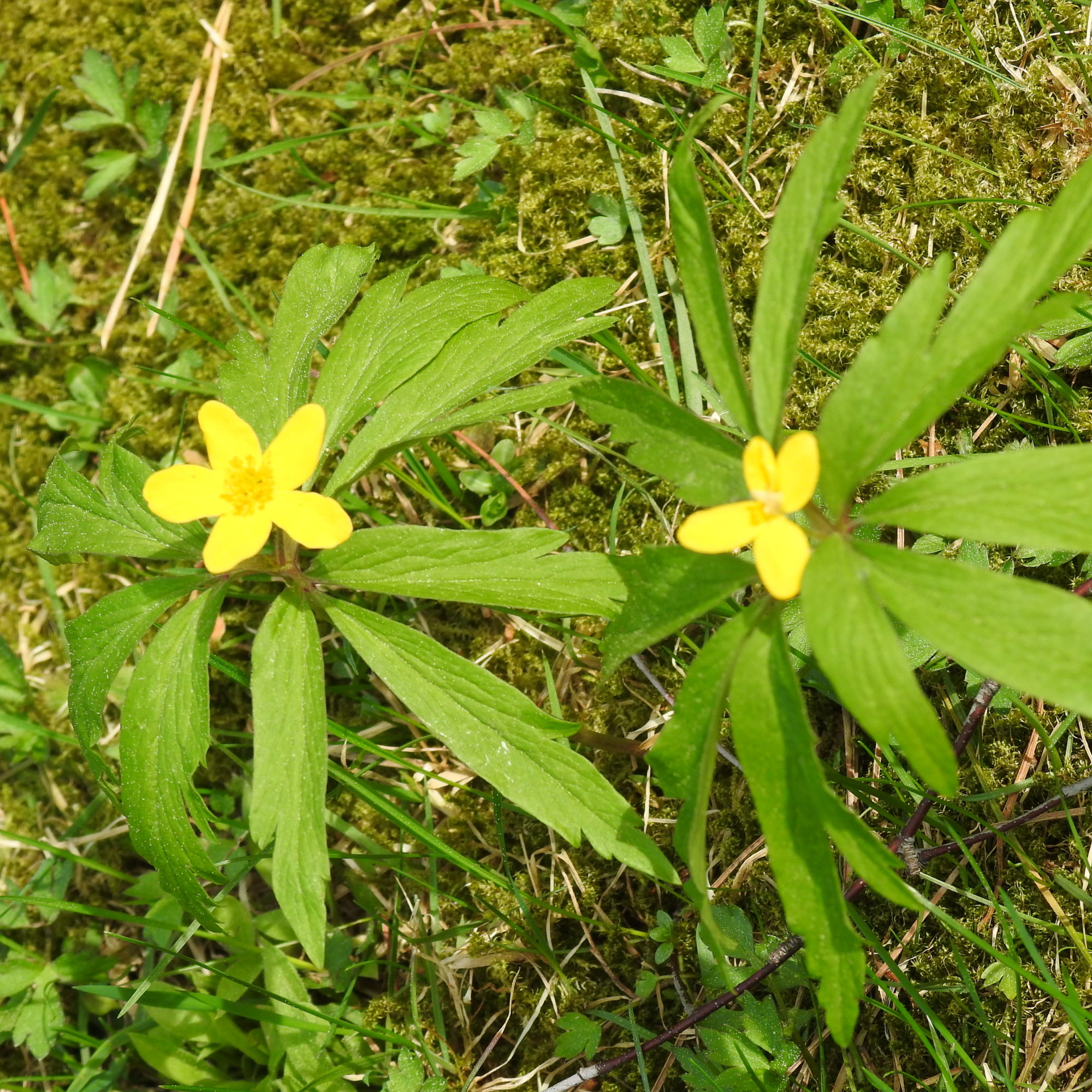 Valokuvaaja: tuija liunala