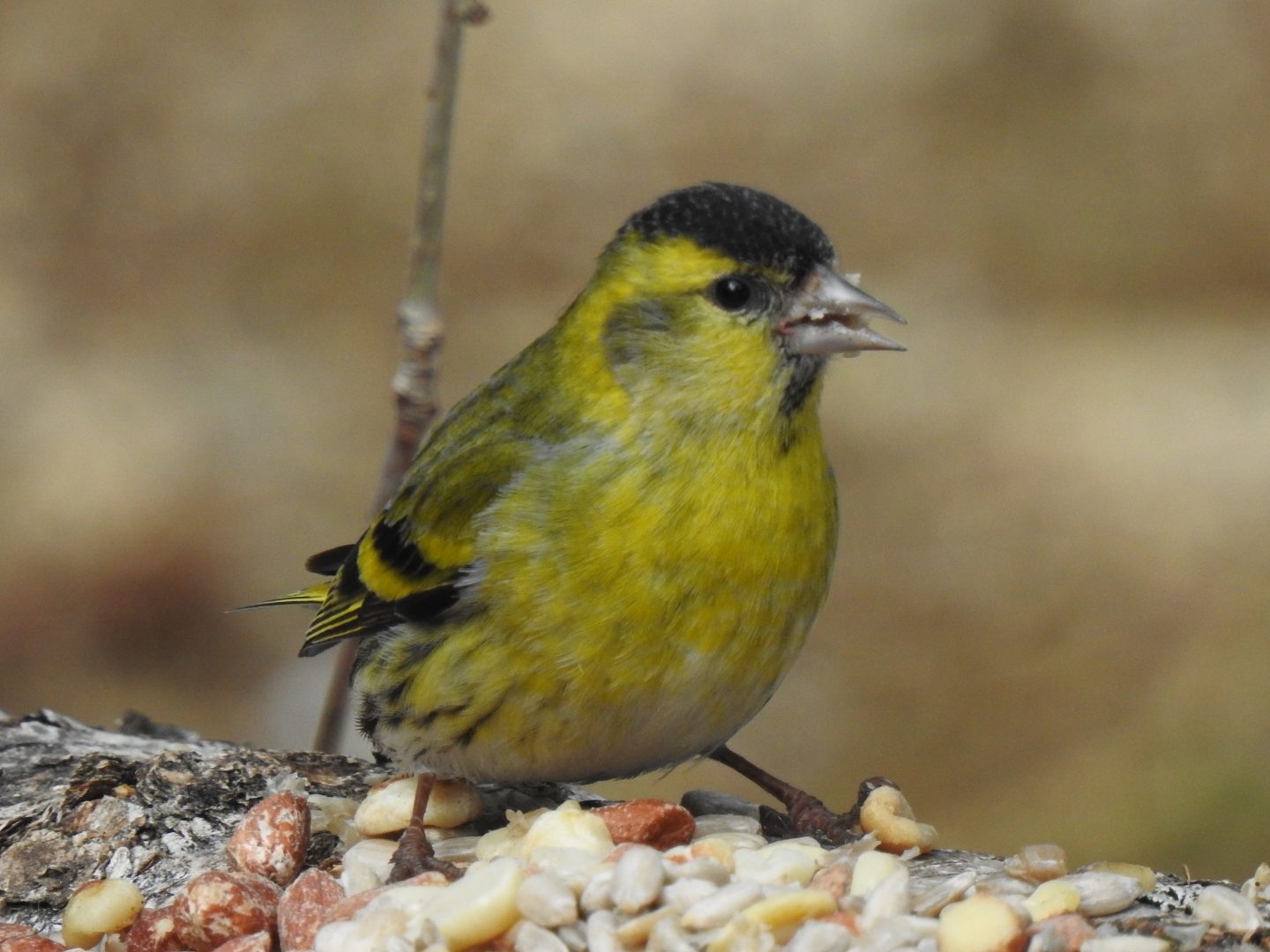 Valokuvaaja: Anne Hartikainen