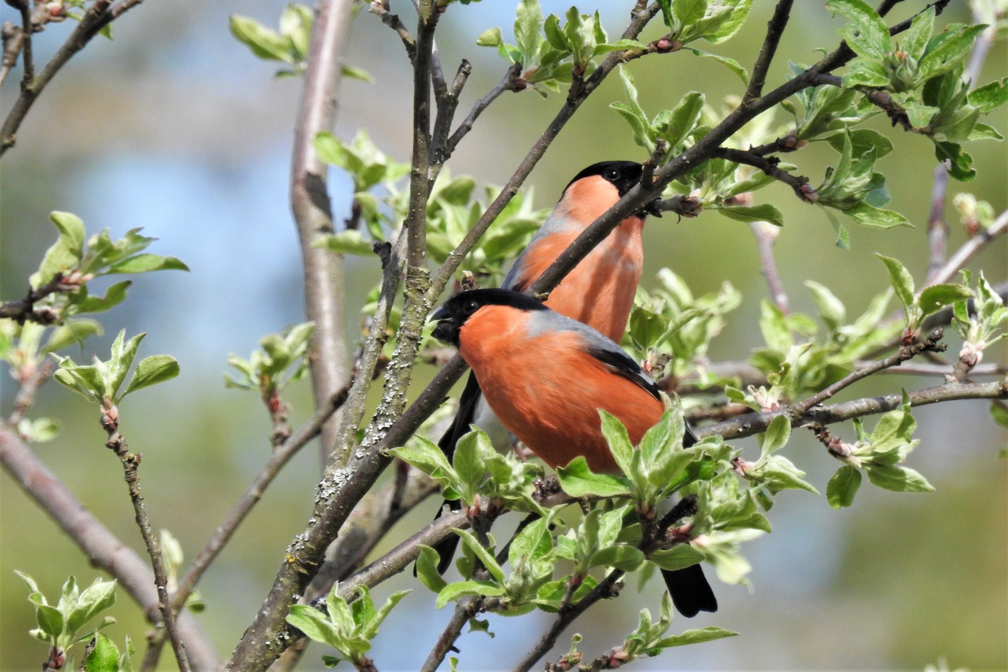 Valokuvaaja: Maarit Siitonen