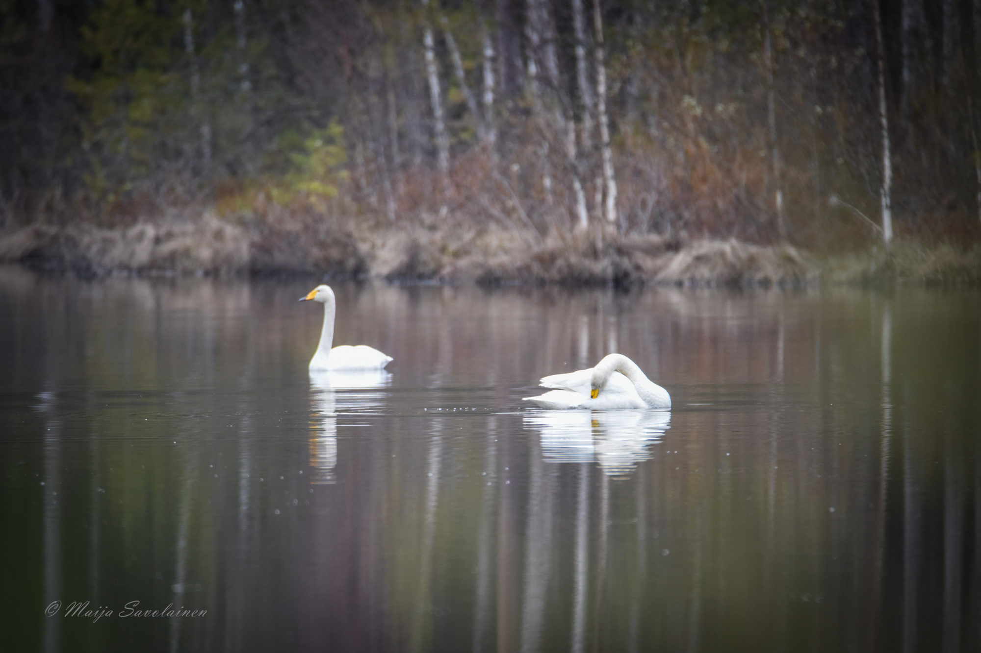 Valokuvaaja: Maija Savolainen