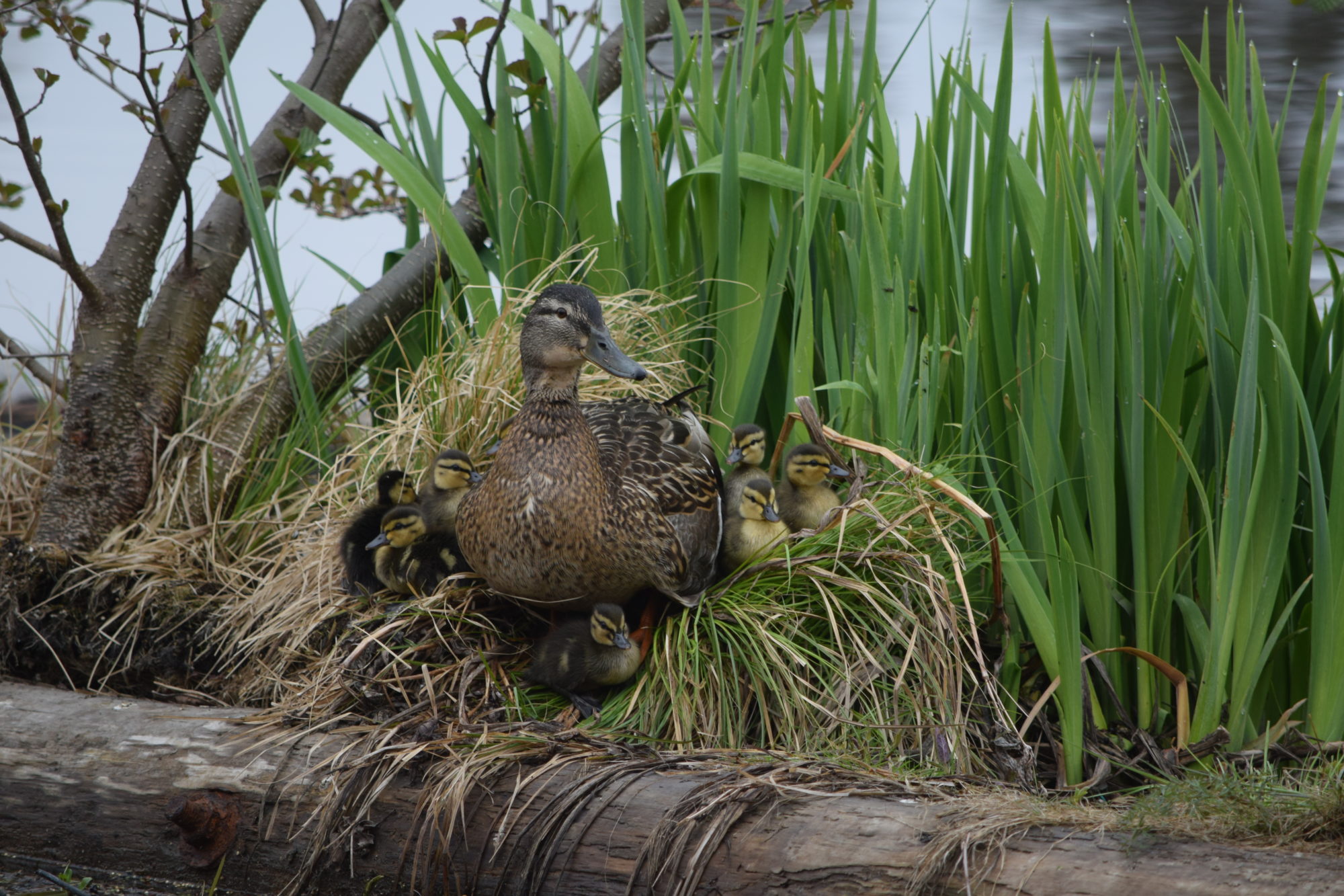 Valokuvaaja: Riitta Marjamäki Valokuvaaja: Riitta Marjamäki