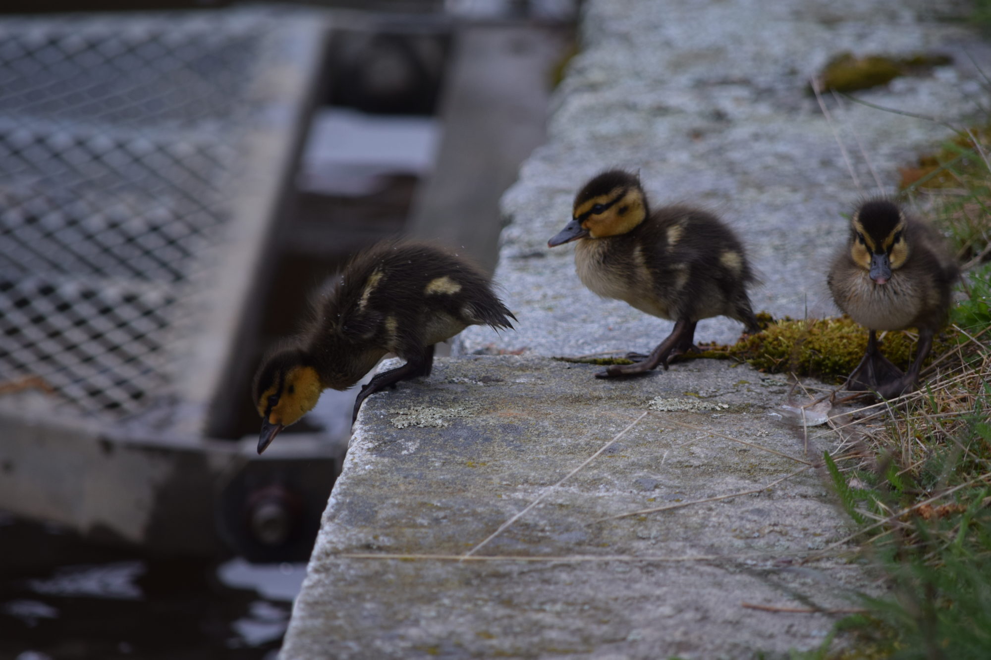 Valokuvaaja: Riitta Marjamäki