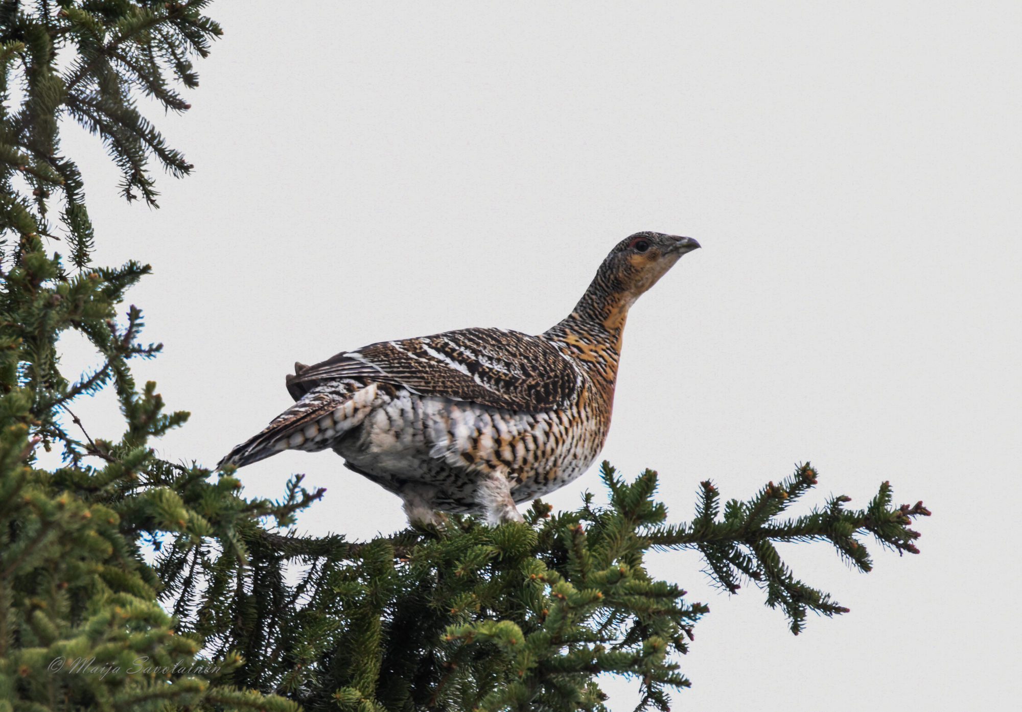 Valokuvaaja: Maija Savolainen Valokuvaaja: Maija Savolainen