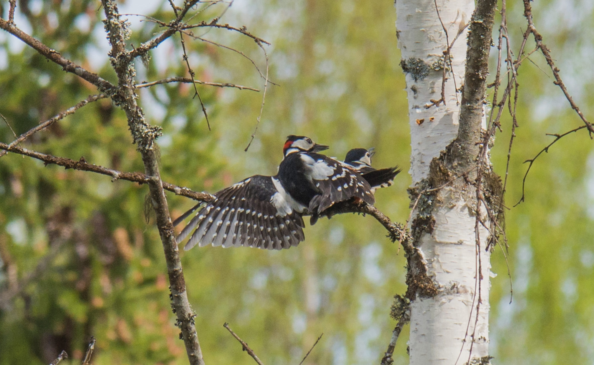 Valokuvaaja: markku saarinen Valokuvaaja: markku saarinen