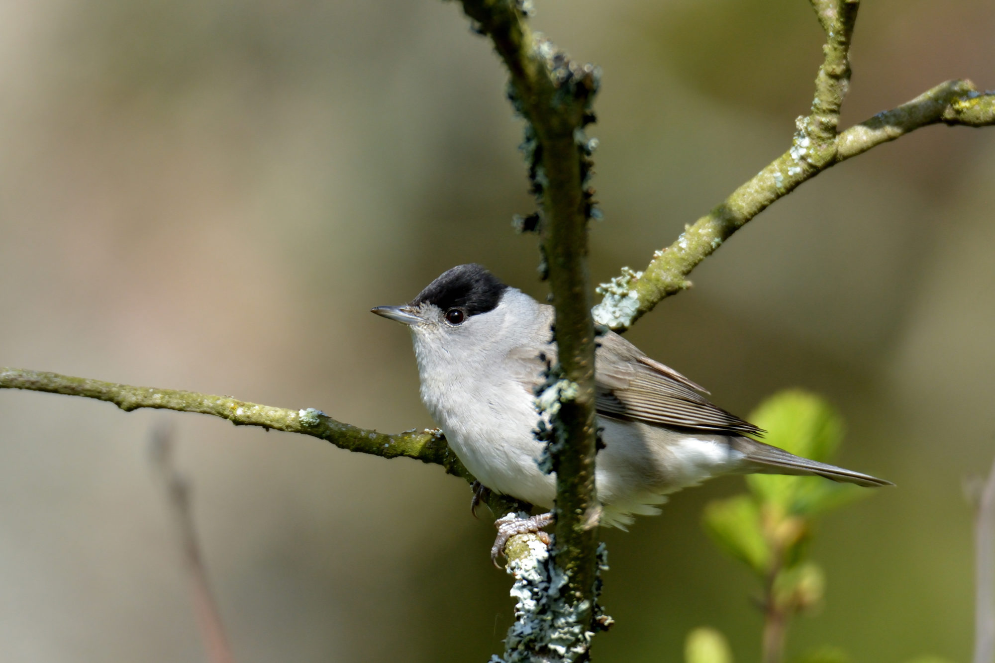 Valokuvaaja: Asko Heikkinen
