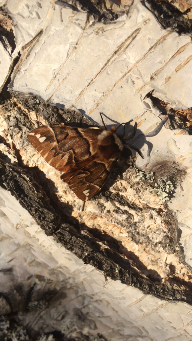 Valokuvaaja: Ilona Jolanki