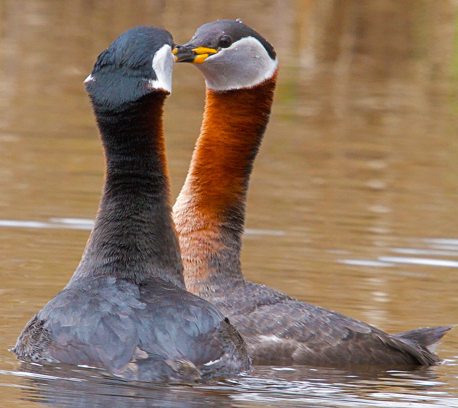 Valokuvaaja: Jarmo Sillanpää