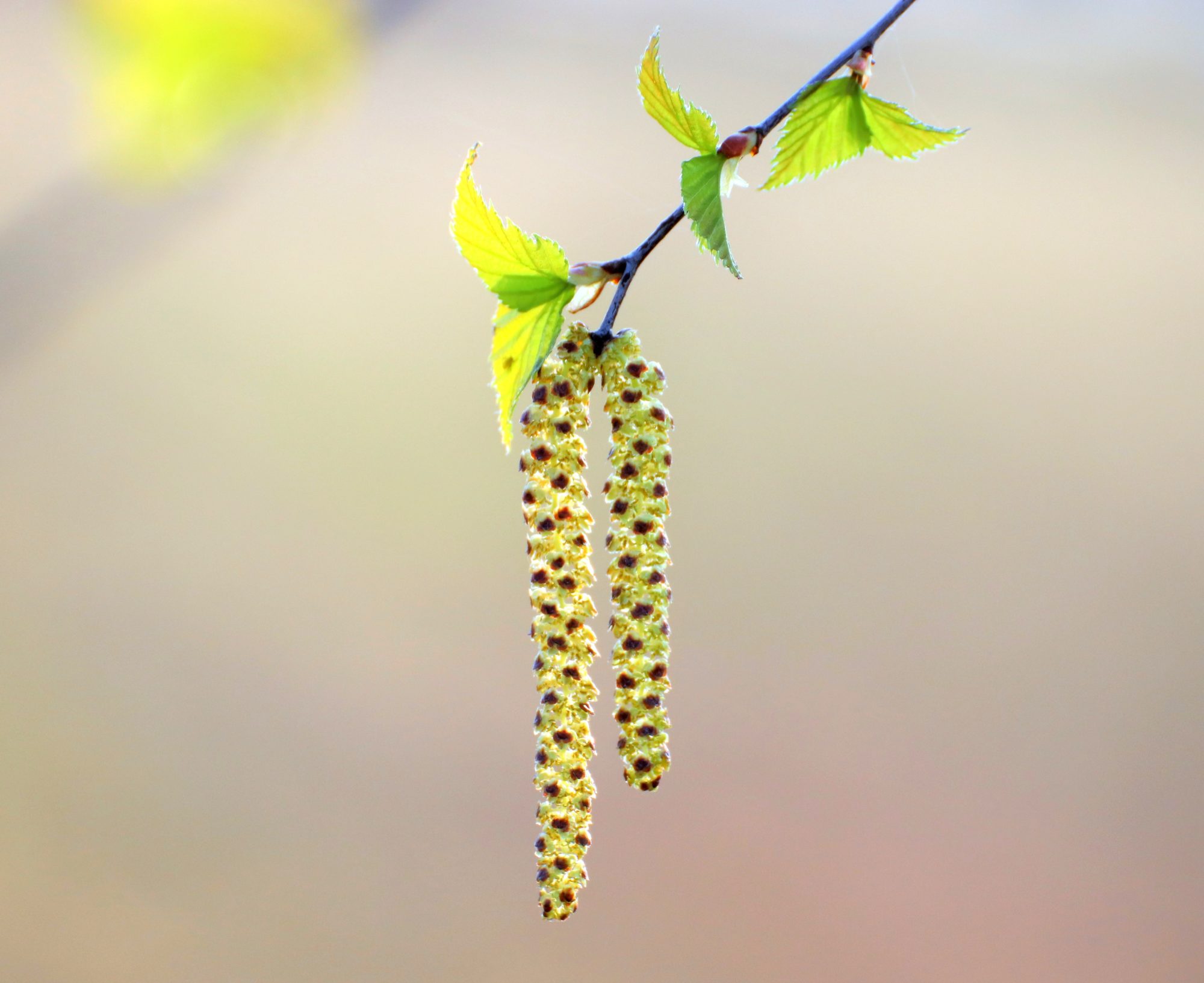 Valokuvaaja: Irja Lehtinen