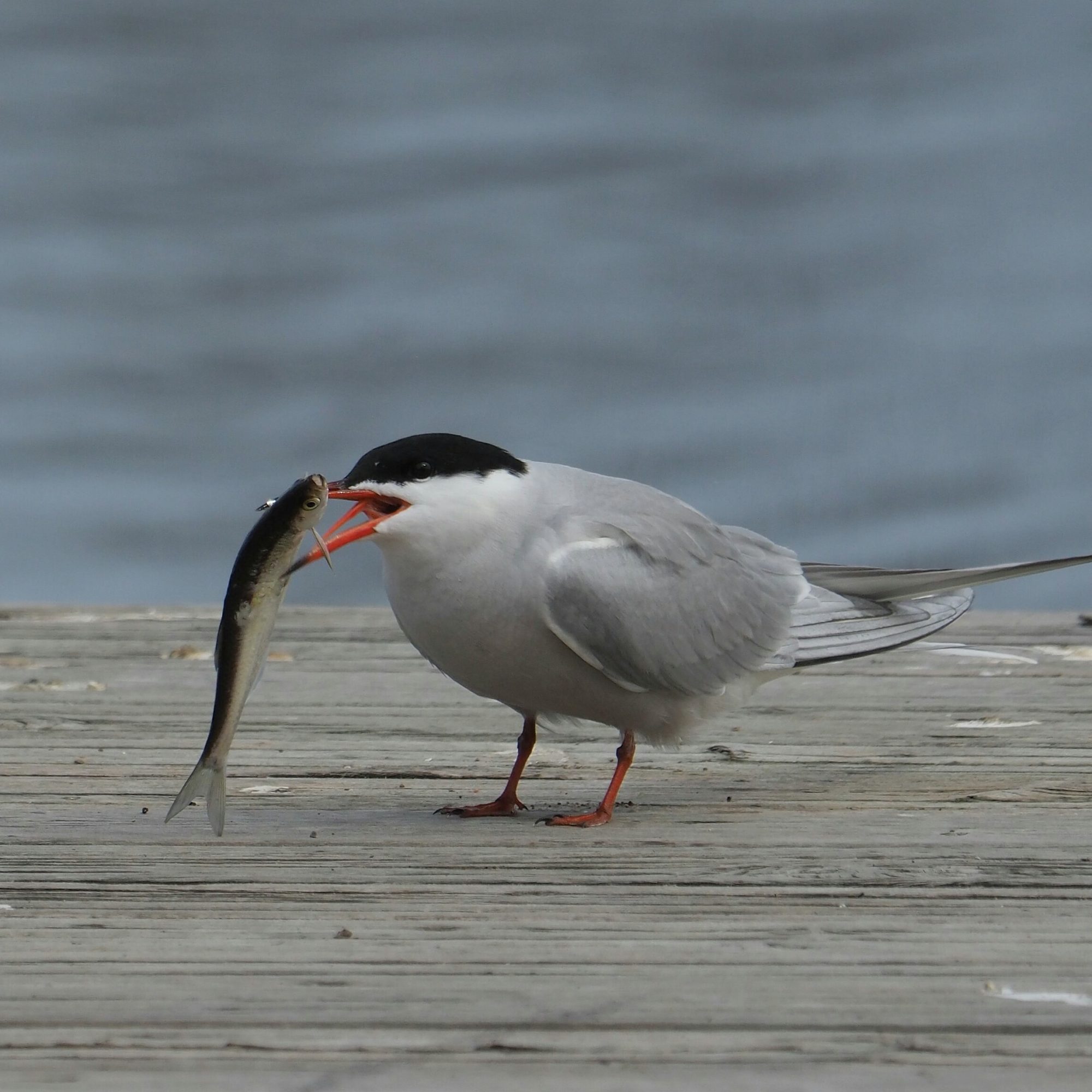 Valokuvaaja: Mikkola Irma