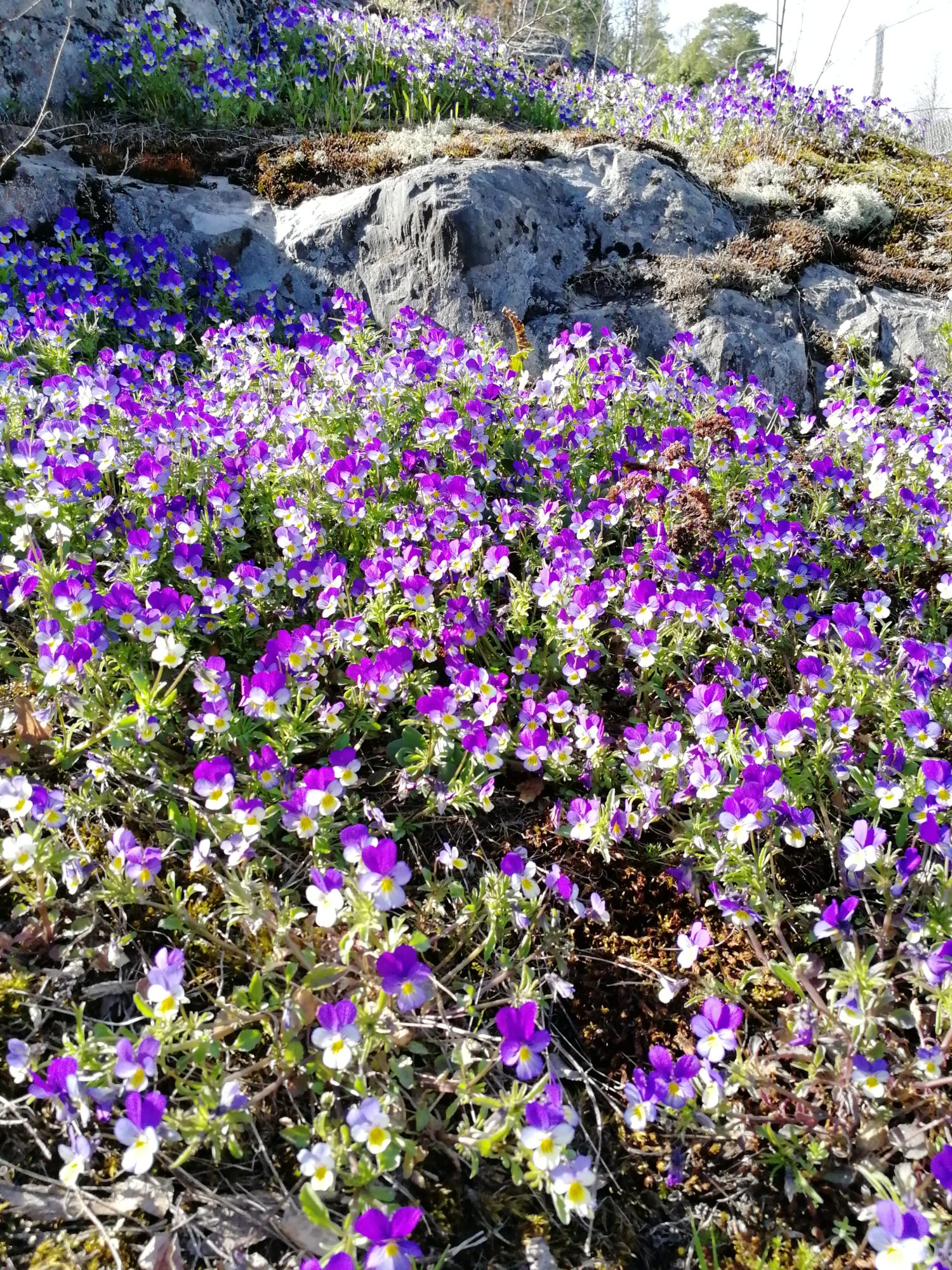 Valokuvaaja: MINNA T K