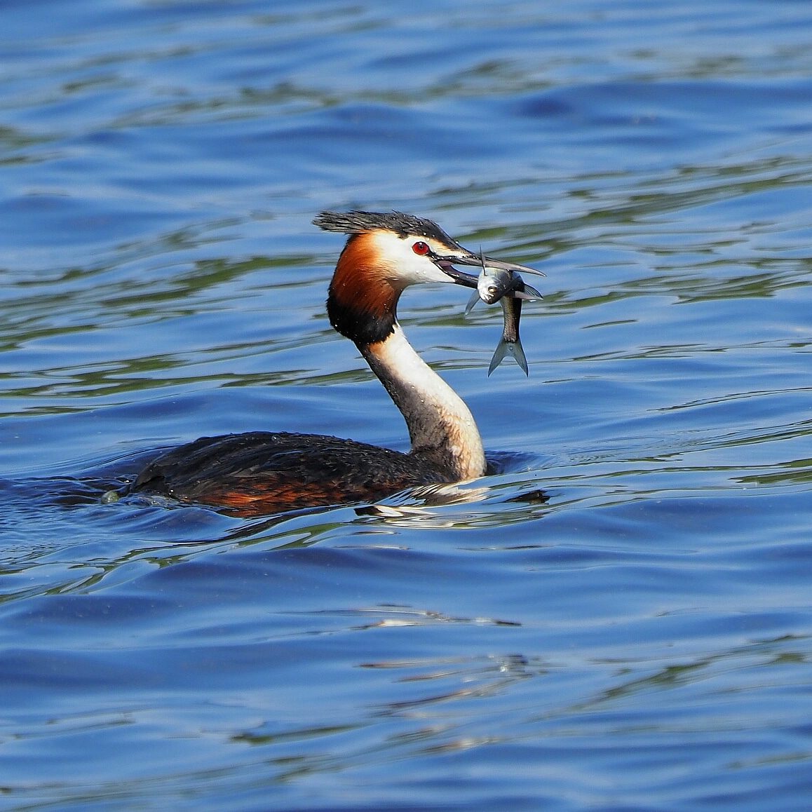 Valokuvaaja: Mikkola Irma
