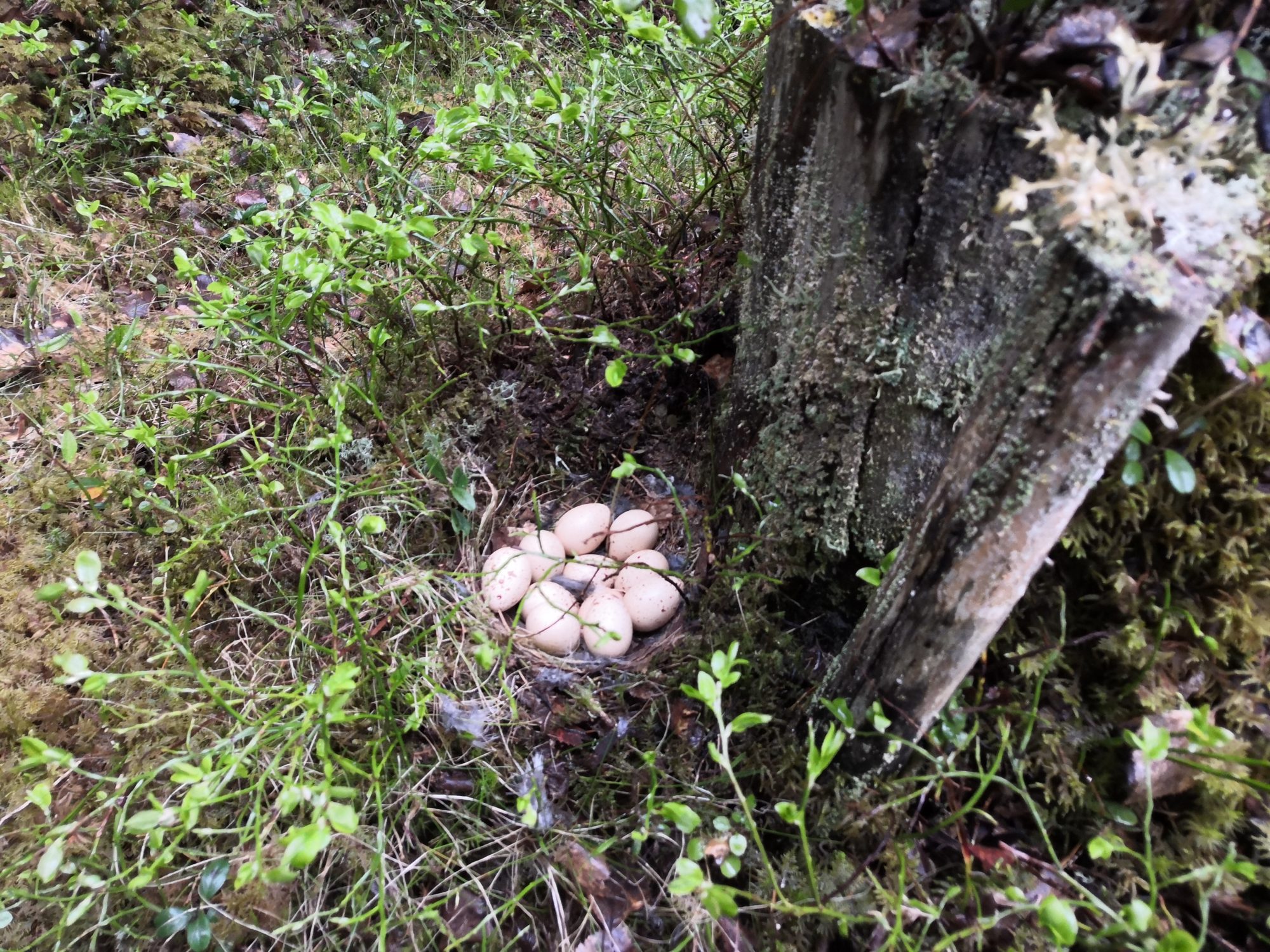 Valokuvaaja: Anne Elf