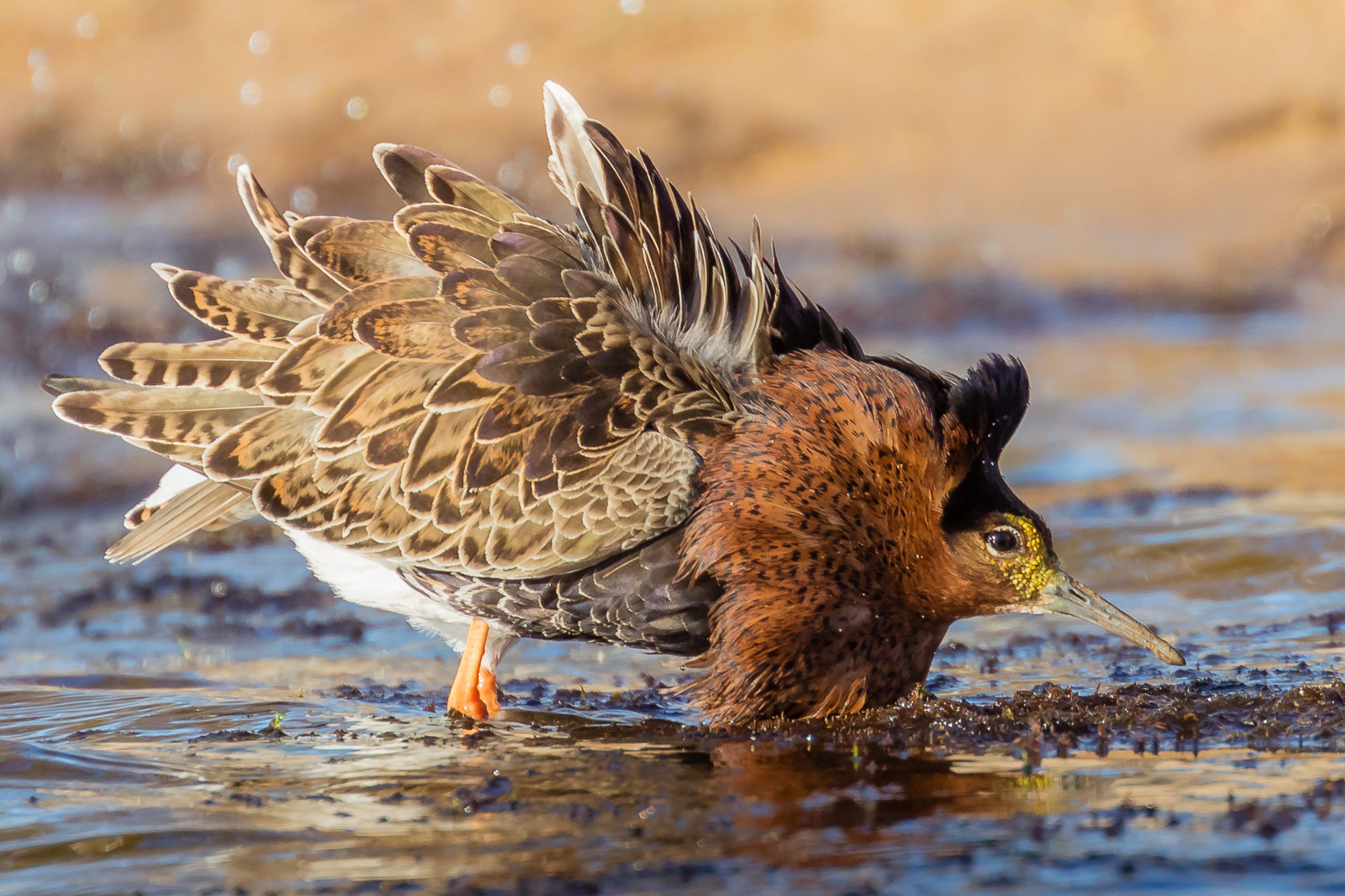 Valokuvaaja: Mikko Kallio