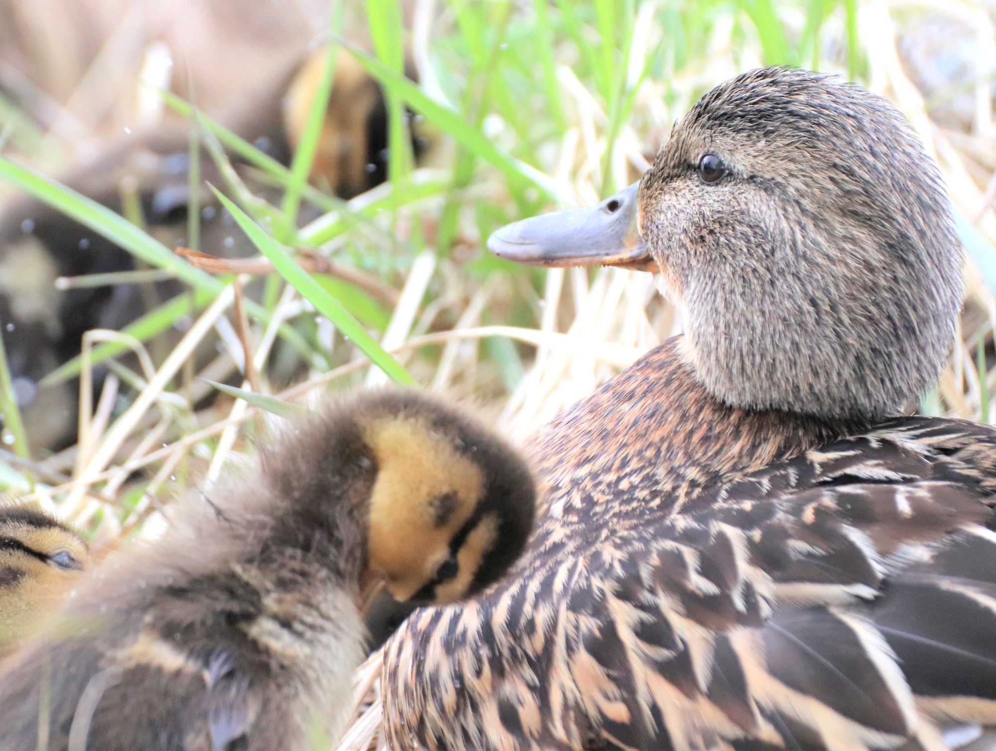 Valokuvaaja: Irja Lehtinen