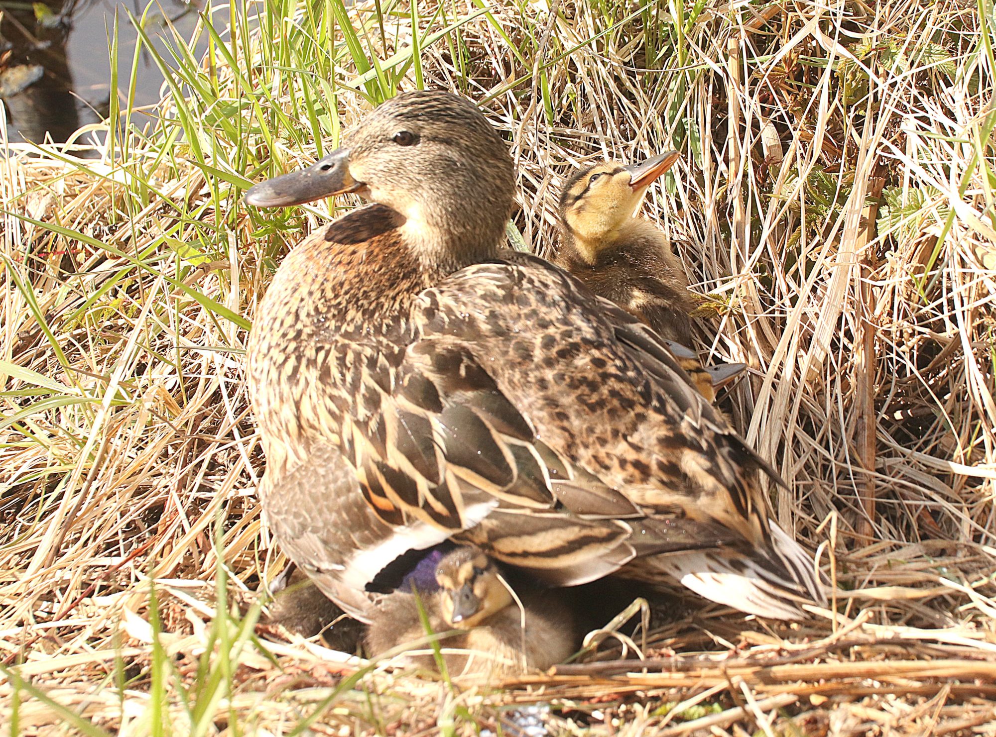 Valokuvaaja: Irja Lehtinen