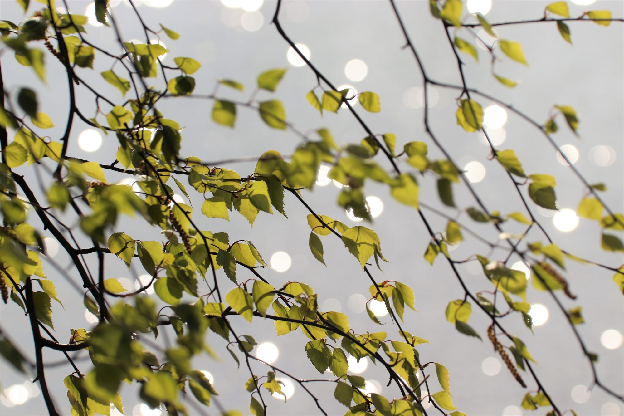 Valokuvaaja: Irja Lehtinen