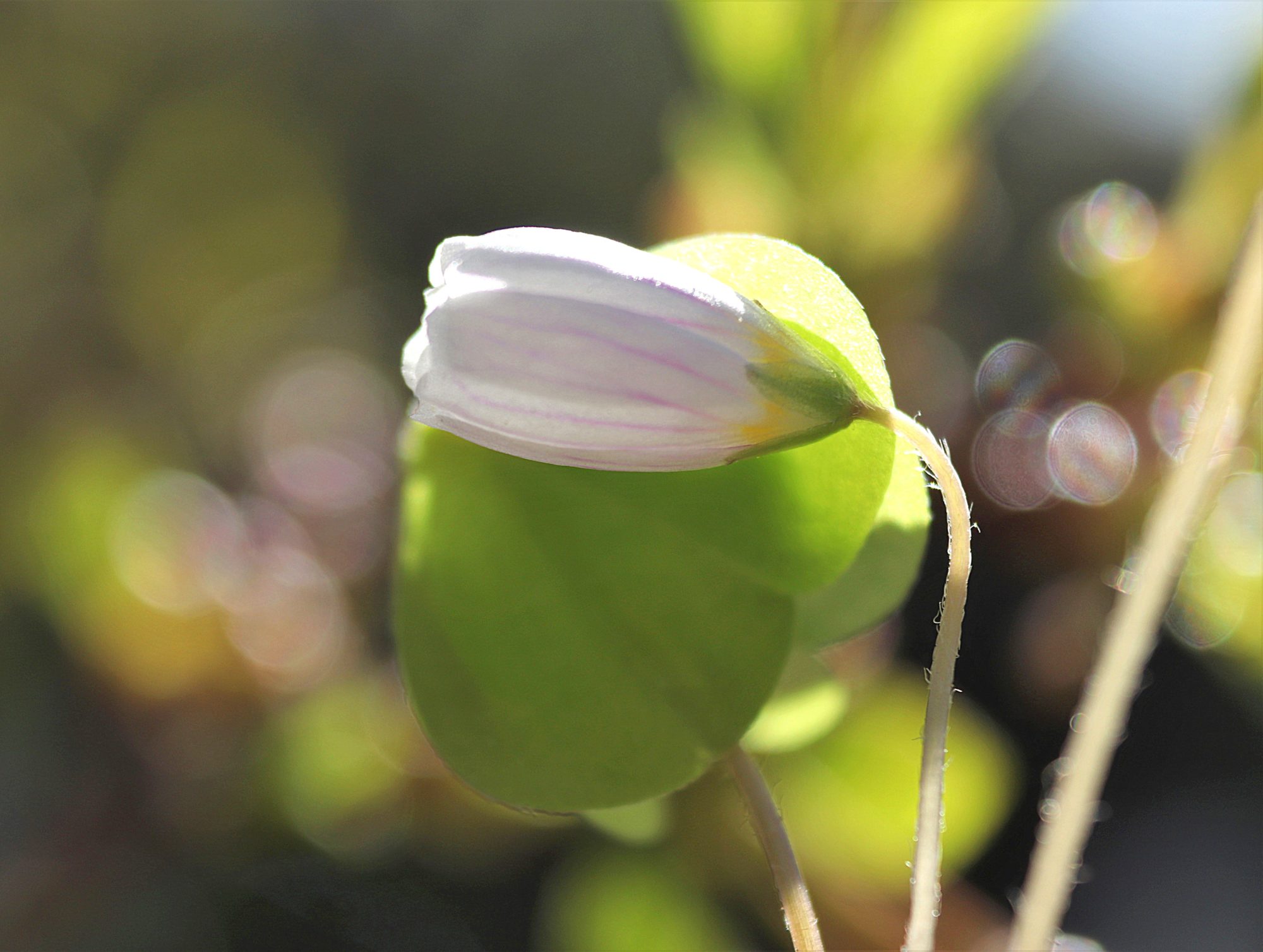 Valokuvaaja: Irja Lehtinen
