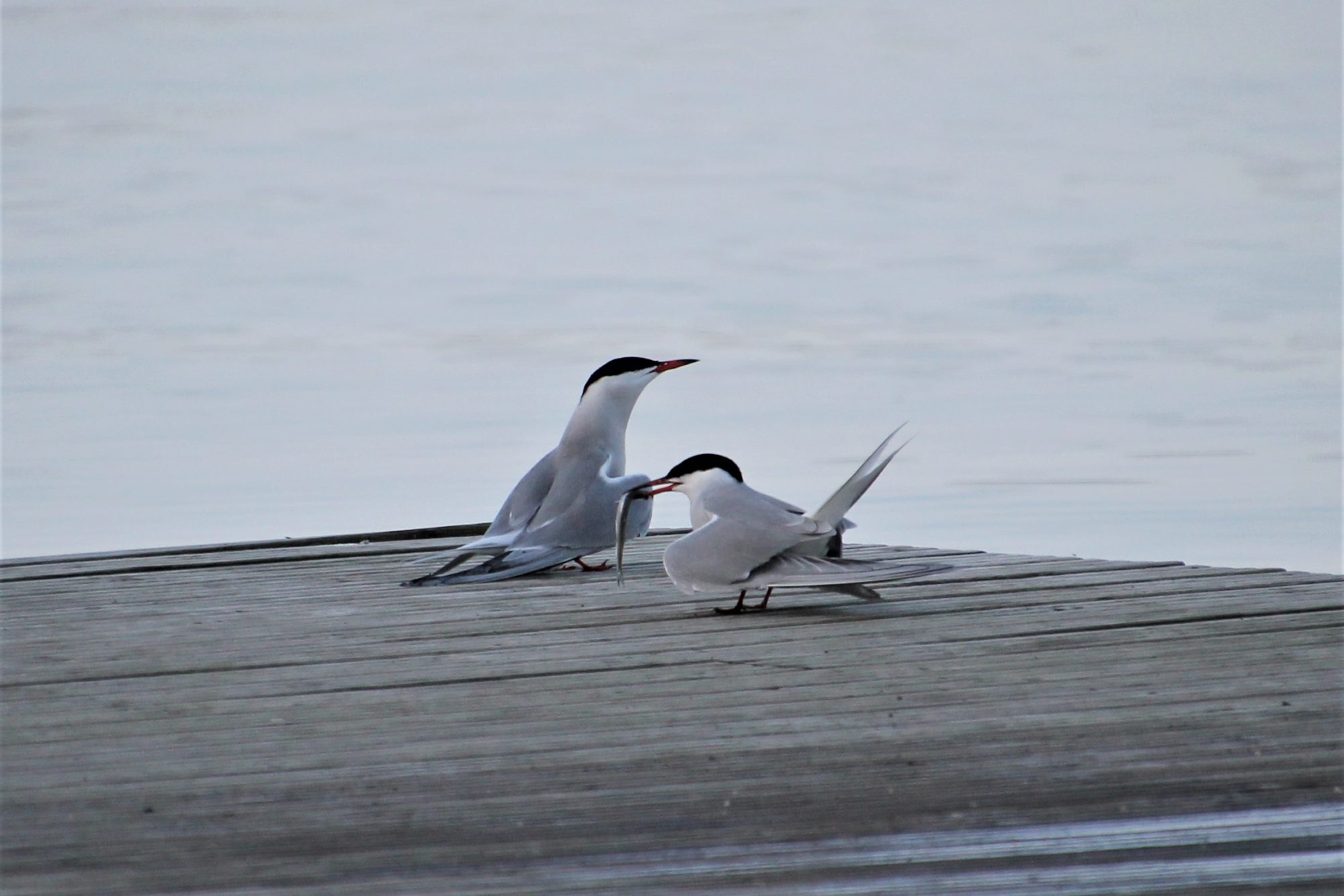 Valokuvaaja: Birgit Silvennoinen
