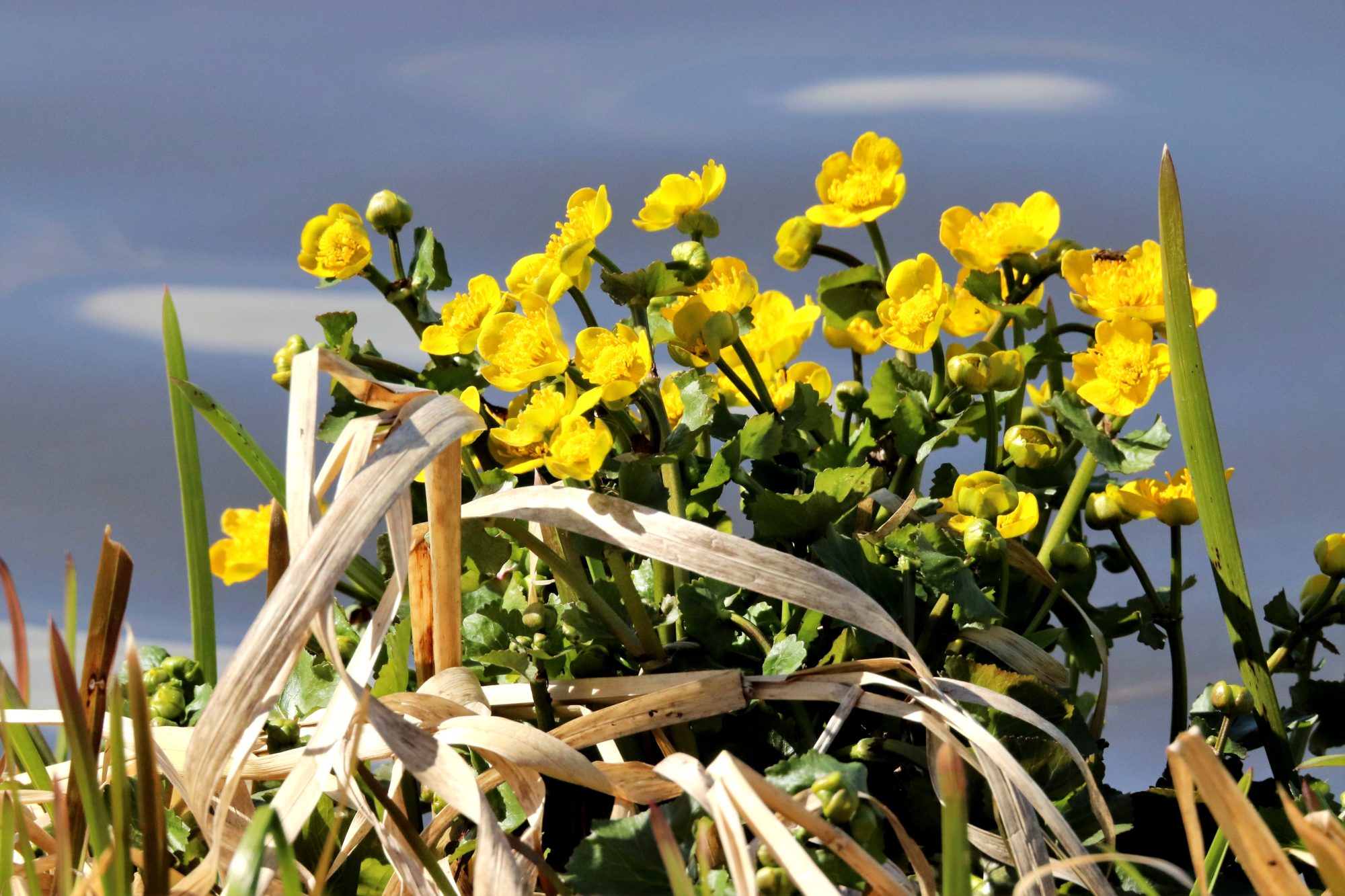Valokuvaaja: Irja Lehtinen