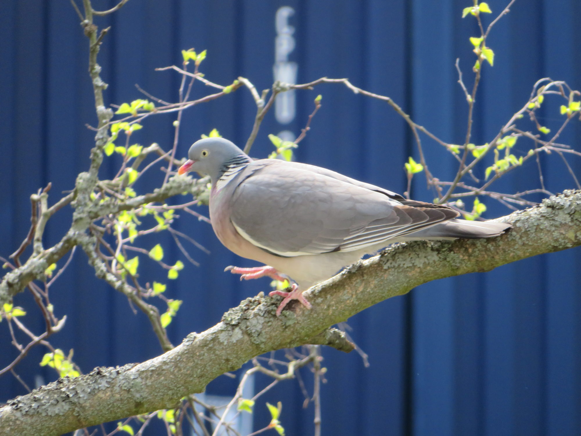 Valokuvaaja: Risto Kangassalo