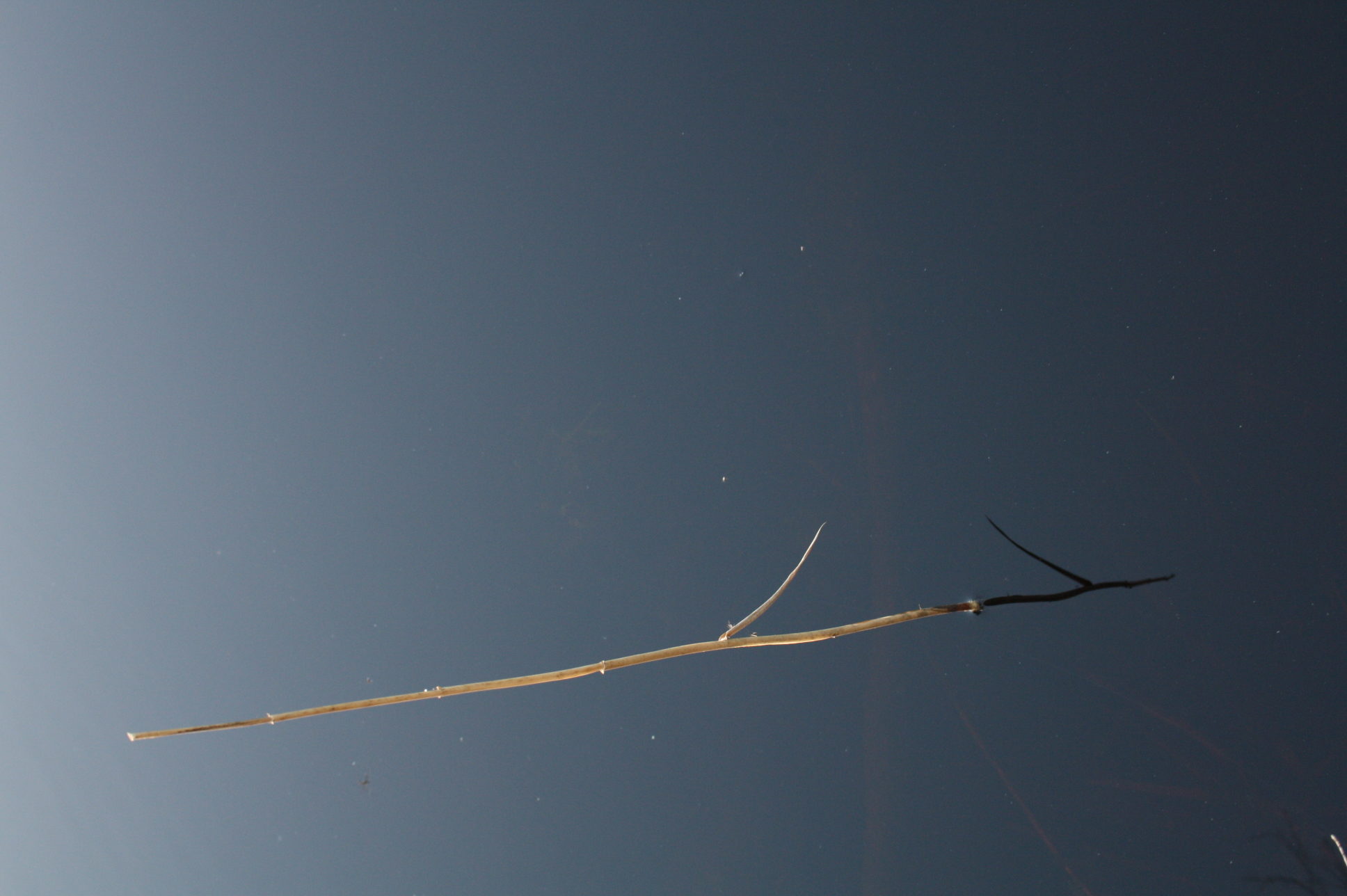 Valokuvaaja: Tuula Saarilahti