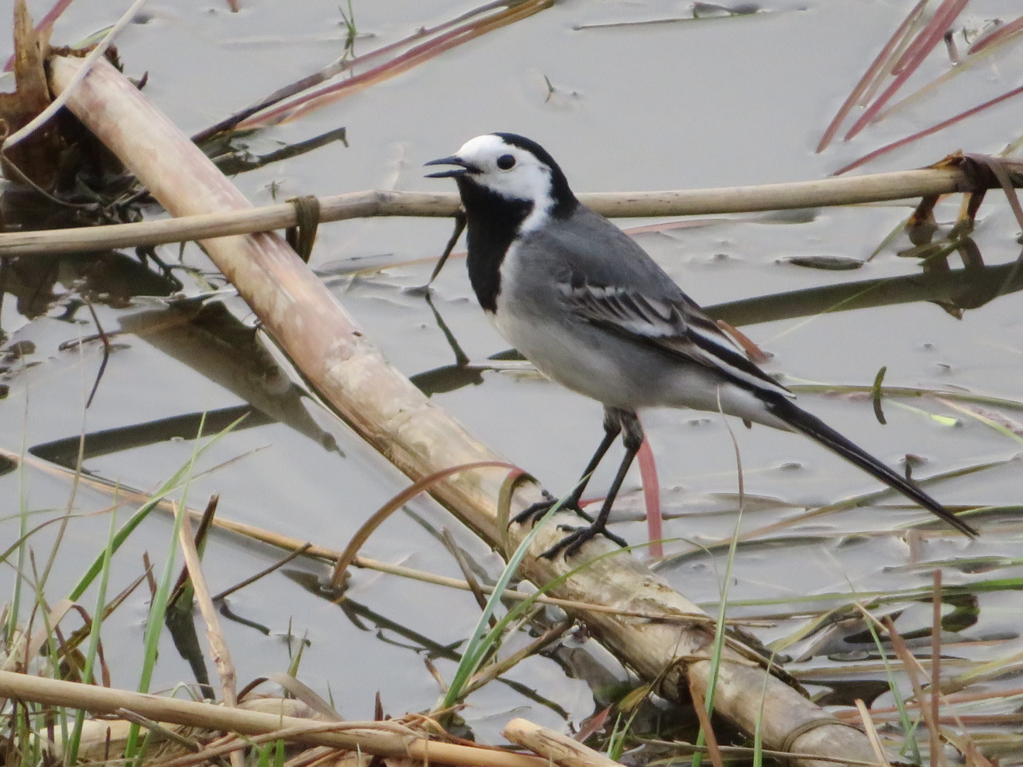 Valokuvaaja: Risto Kangassalo