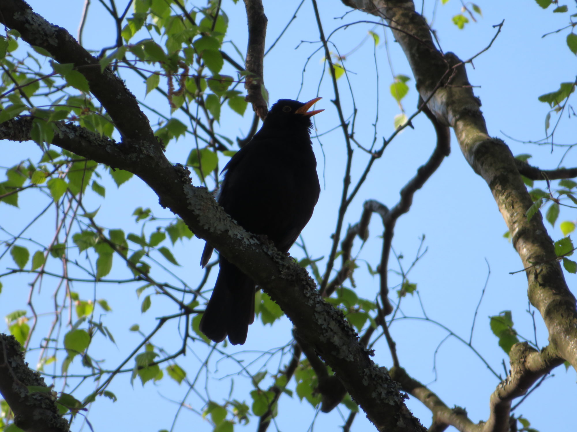 Valokuvaaja: Risto Kangassalo