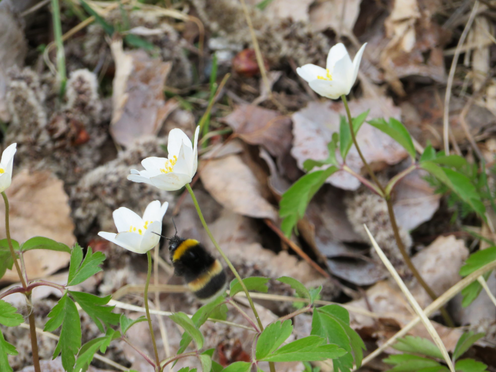Valokuvaaja: Risto Kangassalo