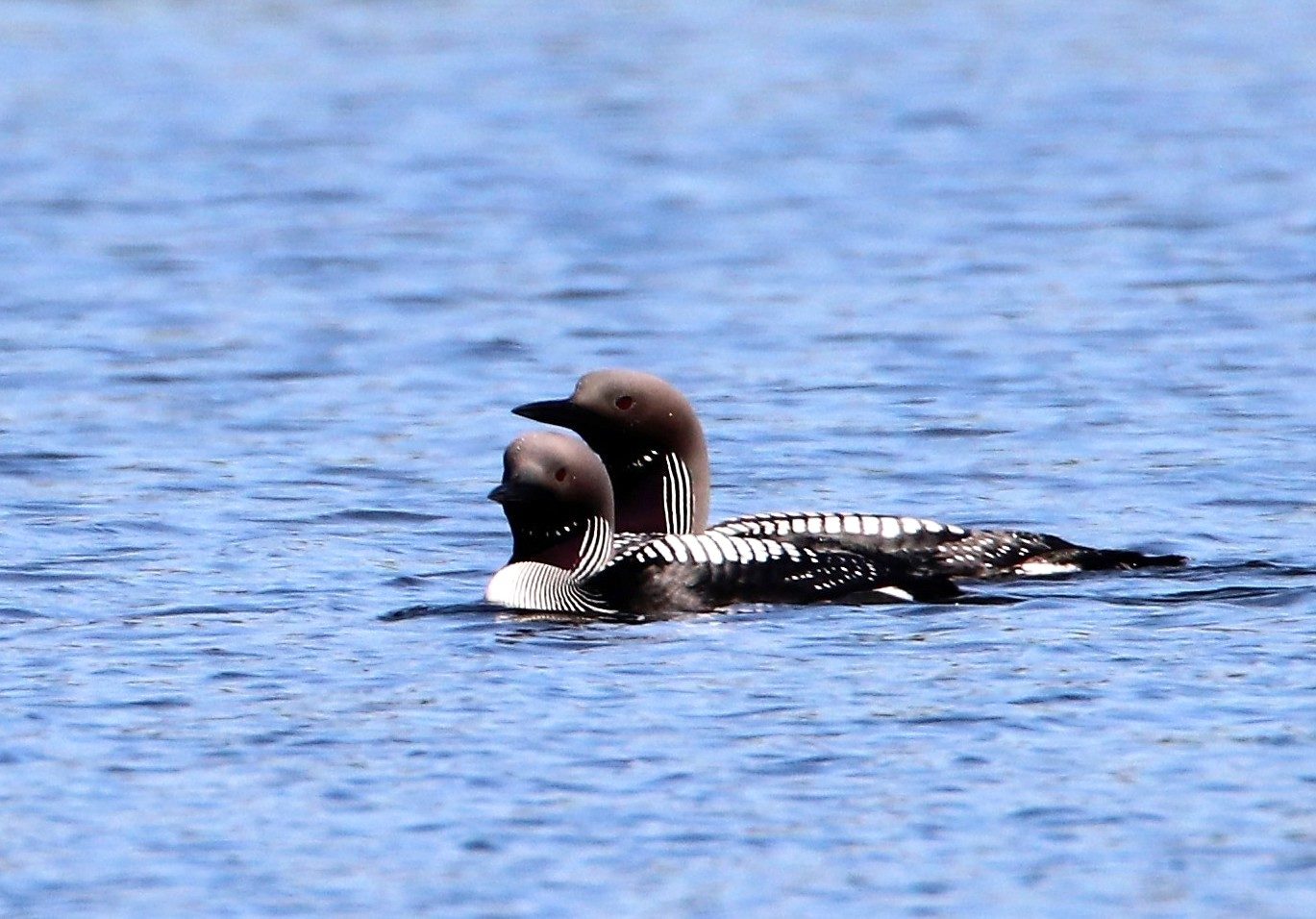 Valokuvaaja: Irja Lehtinen
