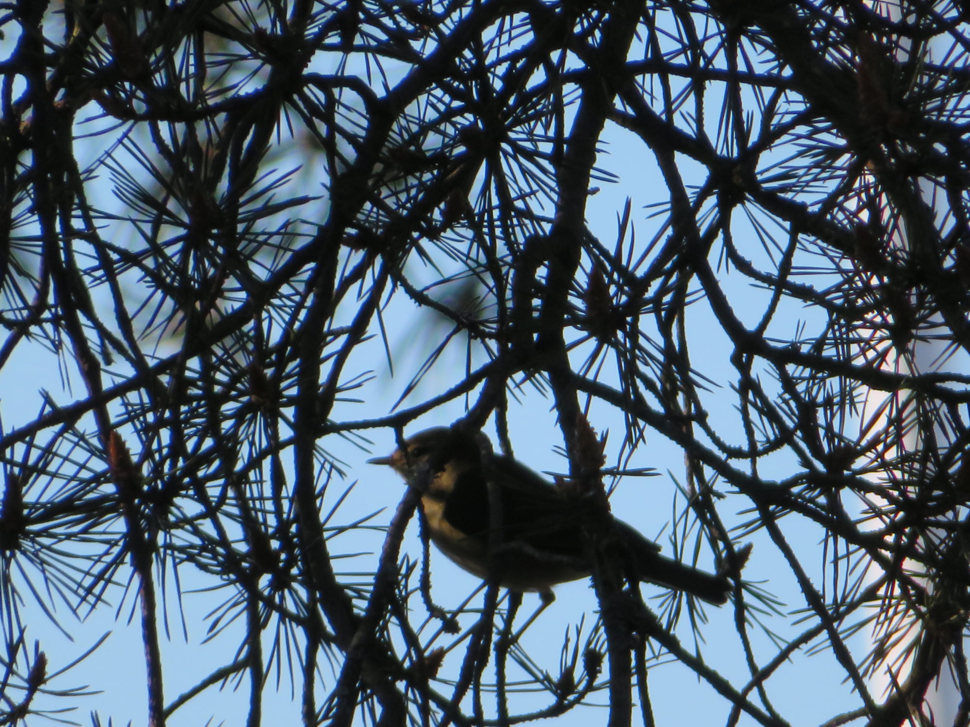 Valokuvaaja: Risto Kangassalo