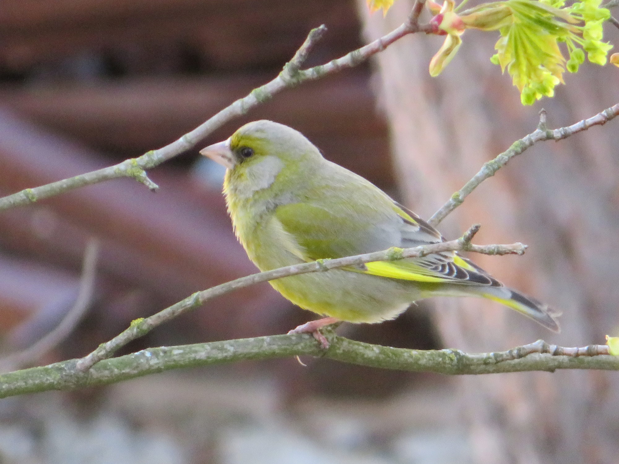 Valokuvaaja: Risto Kangassalo