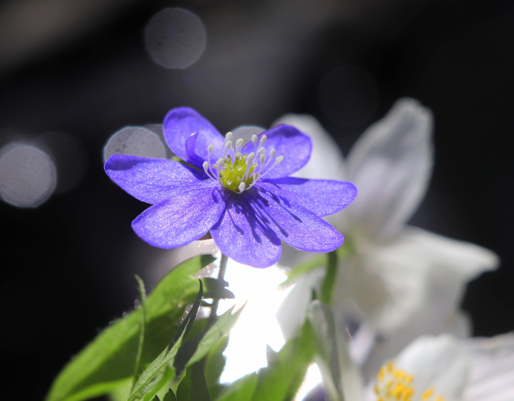 Valokuvaaja: Irja Lehtinen