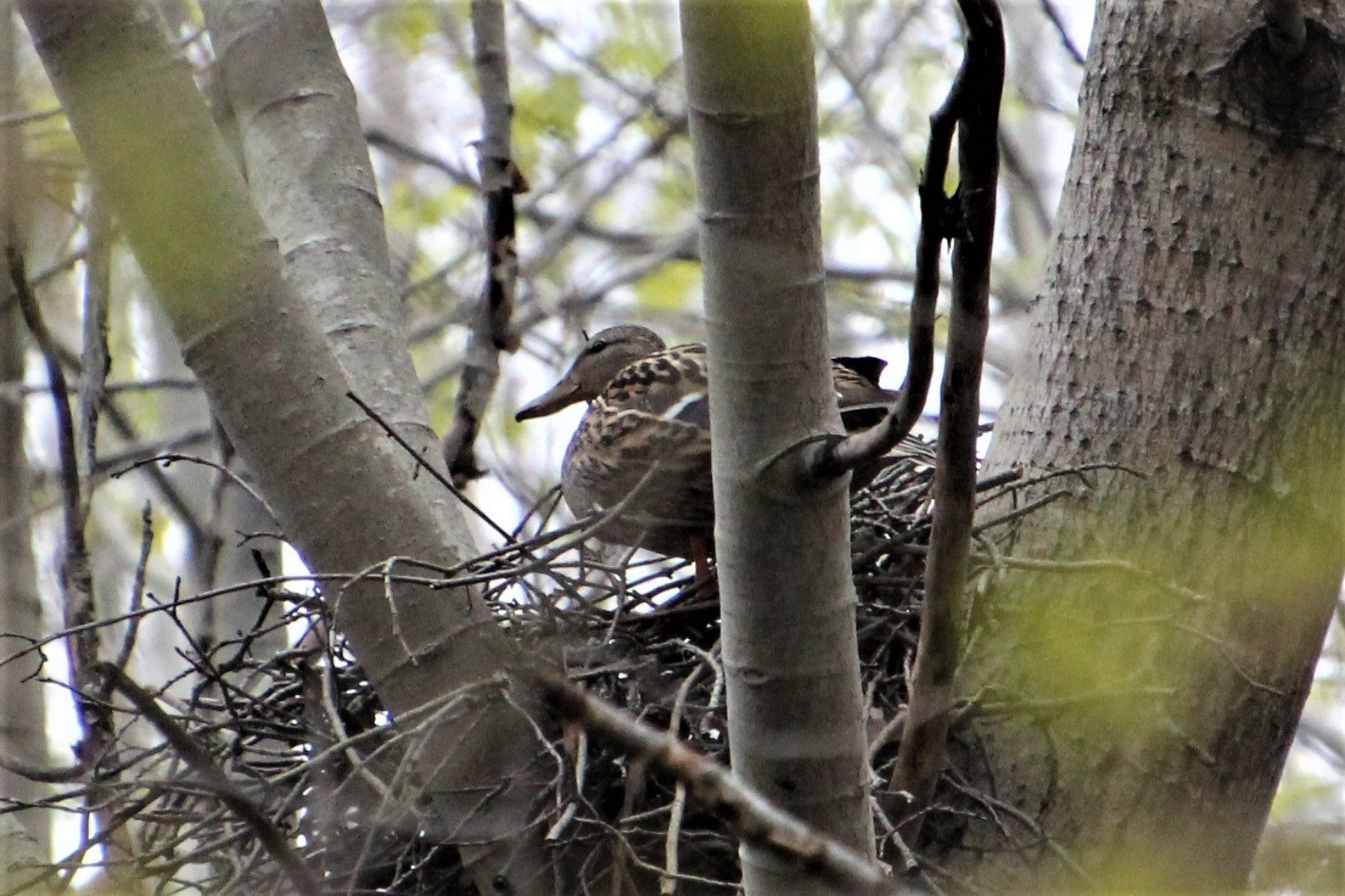 Valokuvaaja: Birgit Silvennoinen