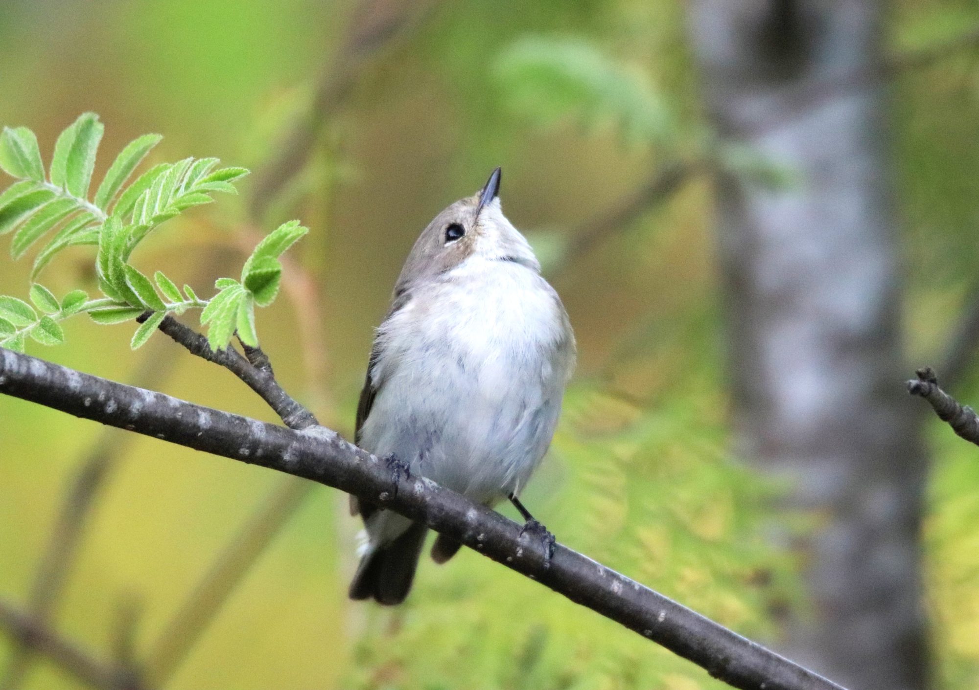 Valokuvaaja: Irja Lehtinen Valokuvaaja: Irja Lehtinen