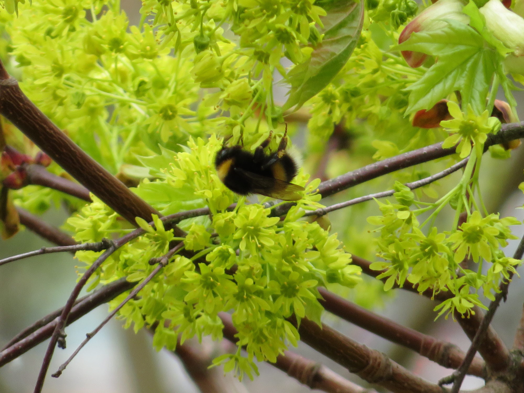 Valokuvaaja: Risto Kangassalo