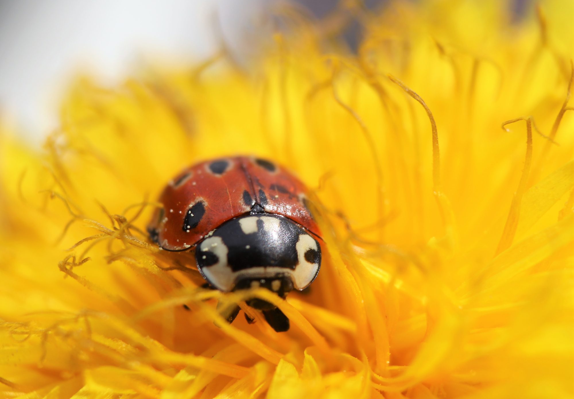Valokuvaaja: Irja Lehtinen