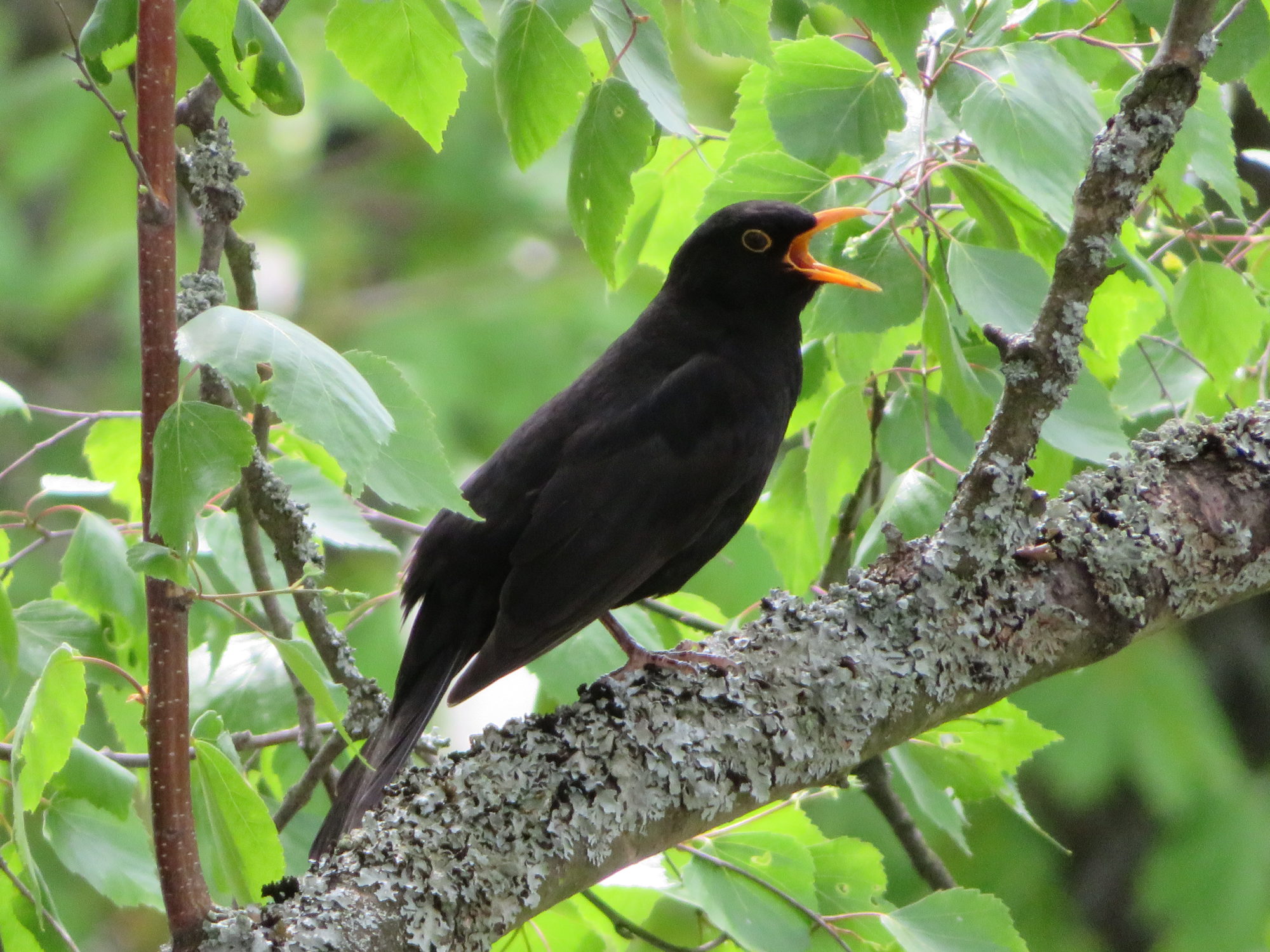 Valokuvaaja: Risto Kangassalo