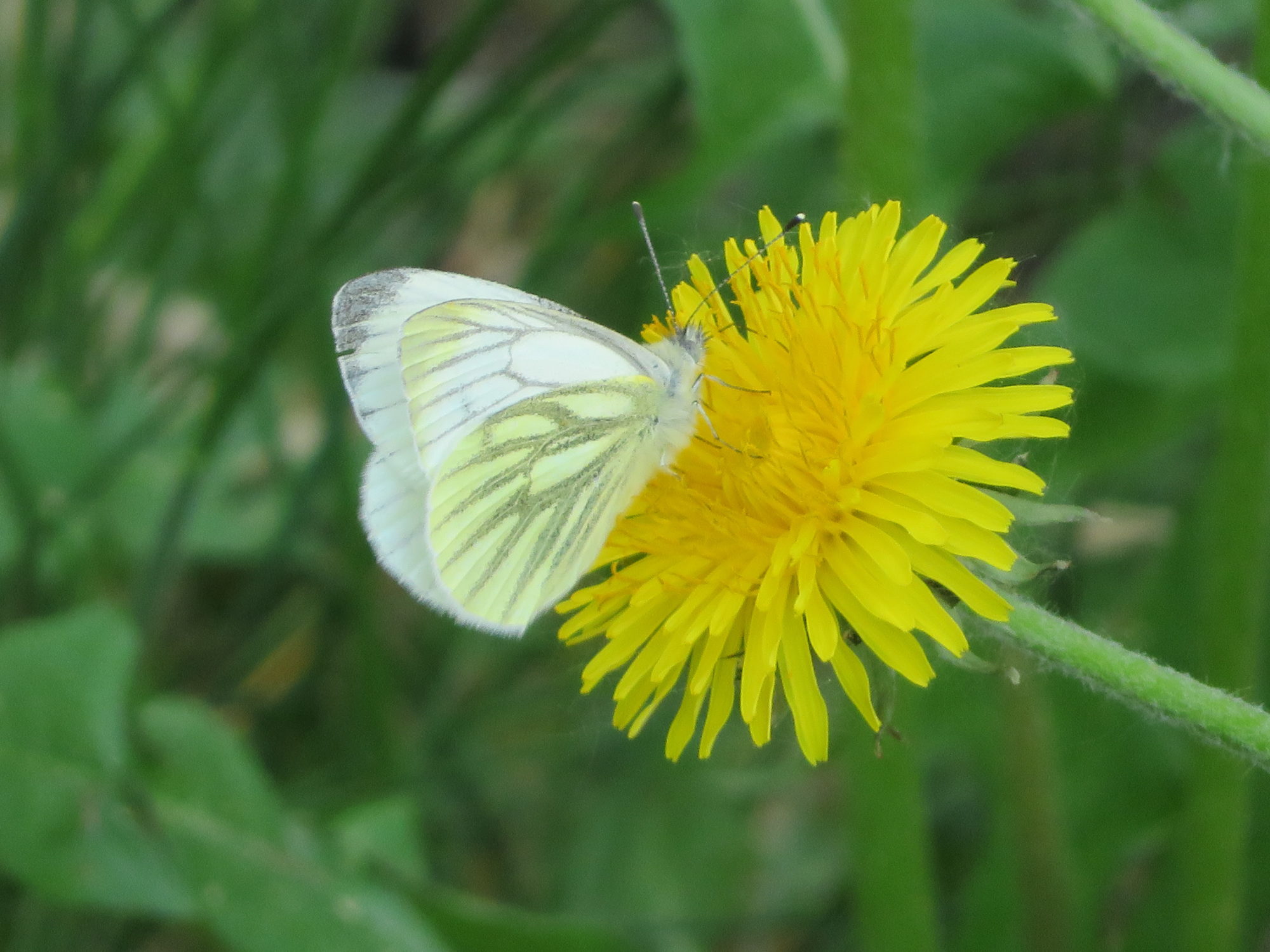 Valokuvaaja: Risto Kangassalo