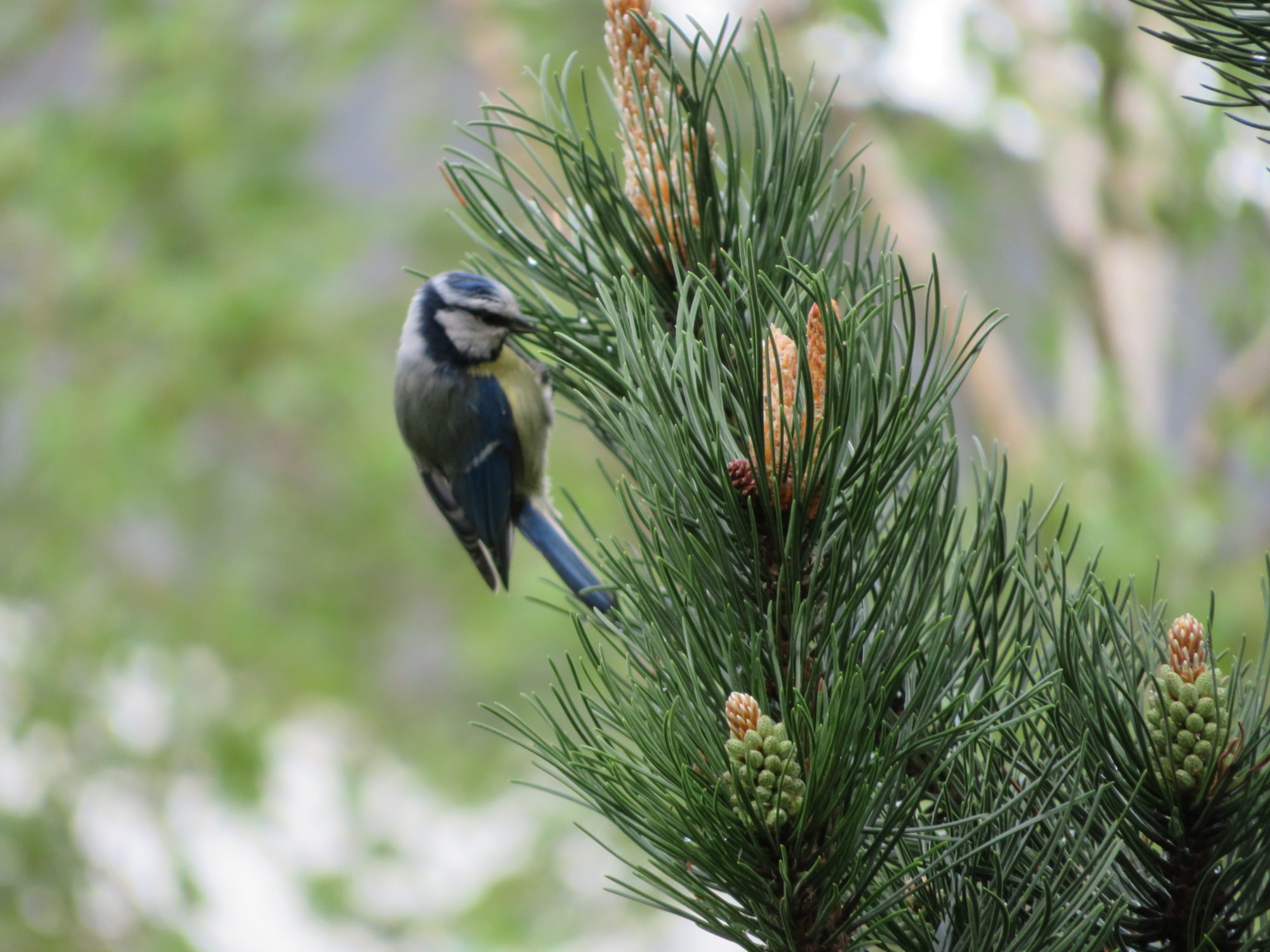 Valokuvaaja: Risto Kangassalo