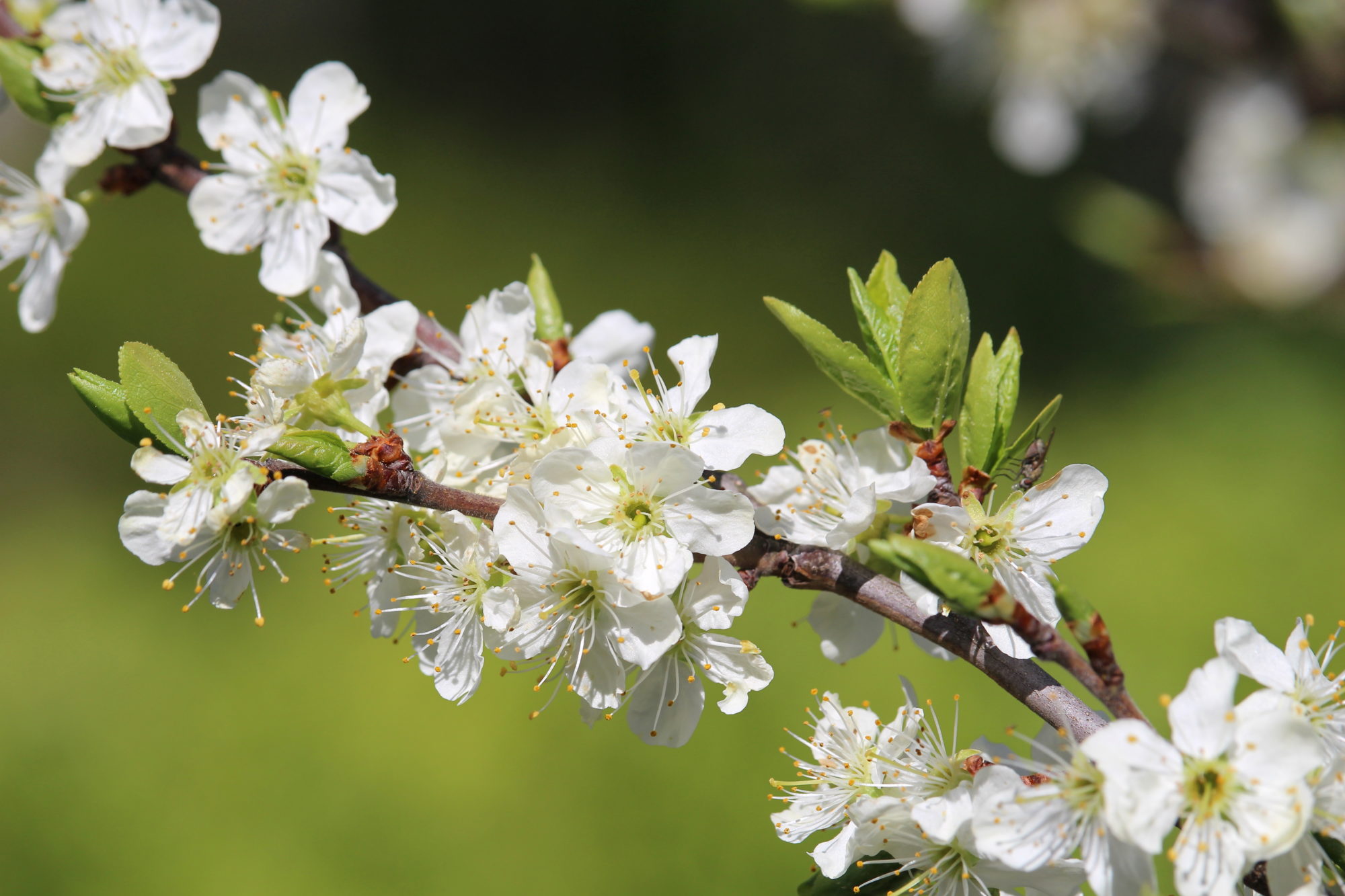 Valokuvaaja: Kirsi-Marja Joenpolvi