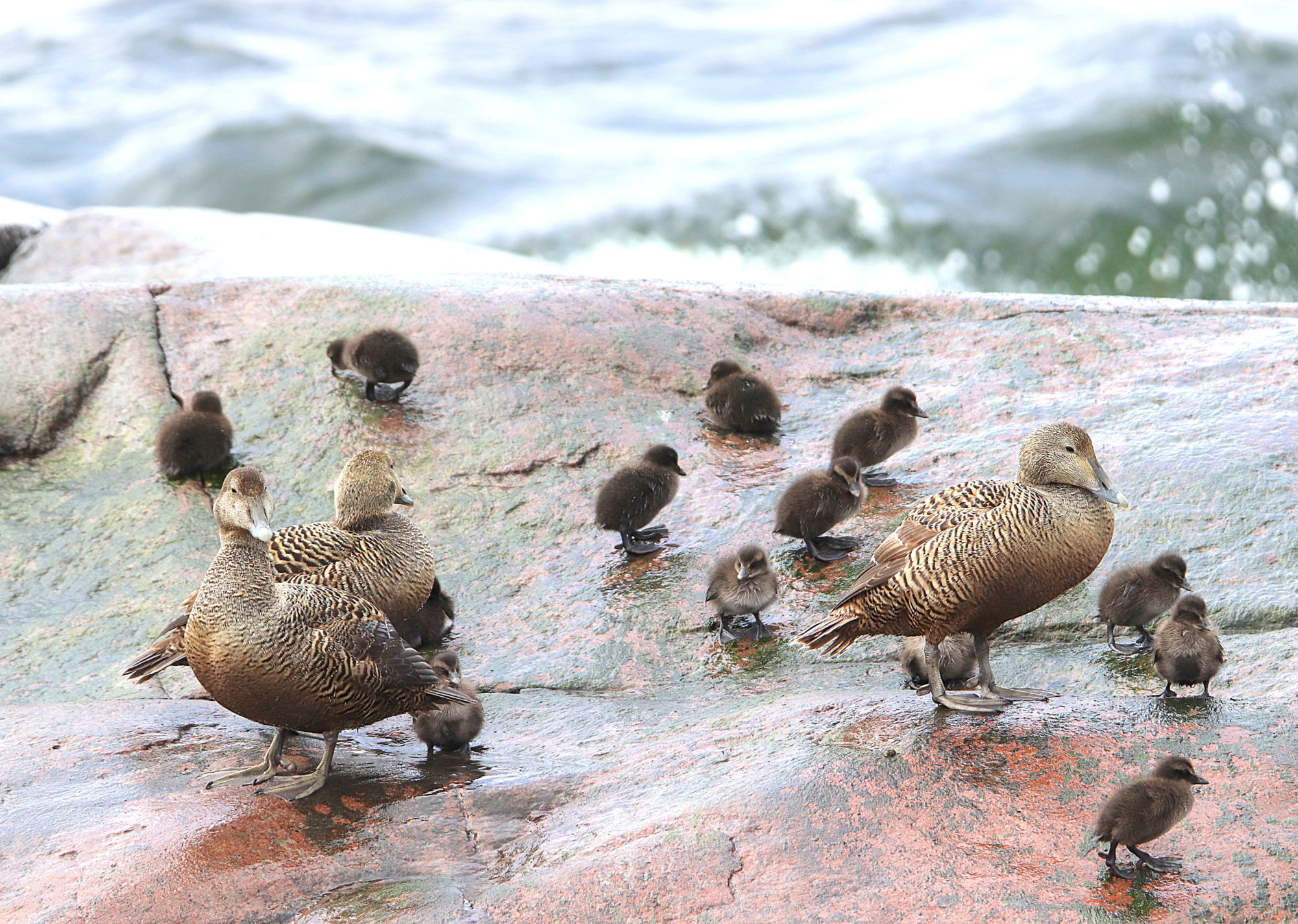 Valokuvaaja: Irja Lehtinen
