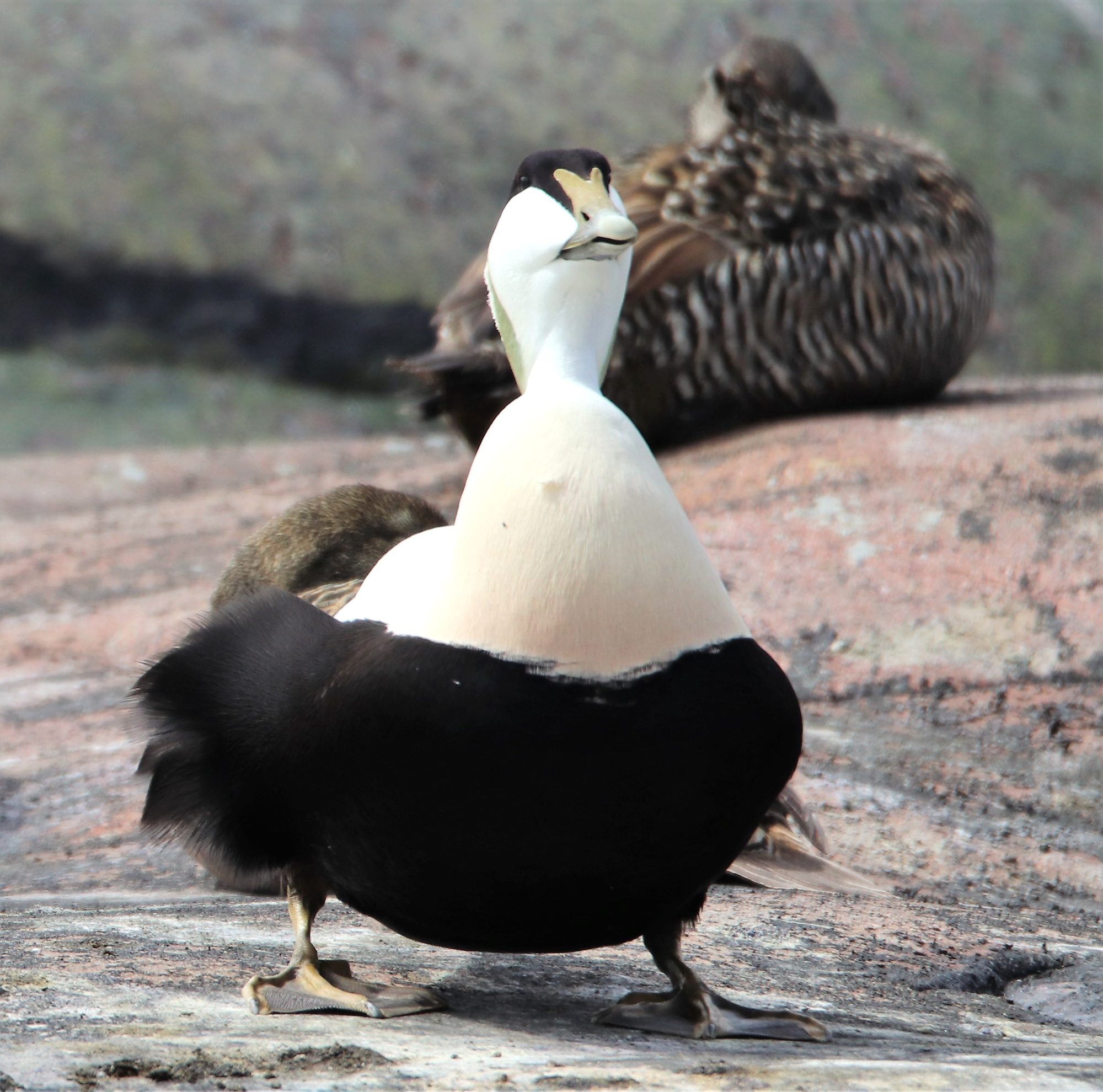 Valokuvaaja: Irja Lehtinen