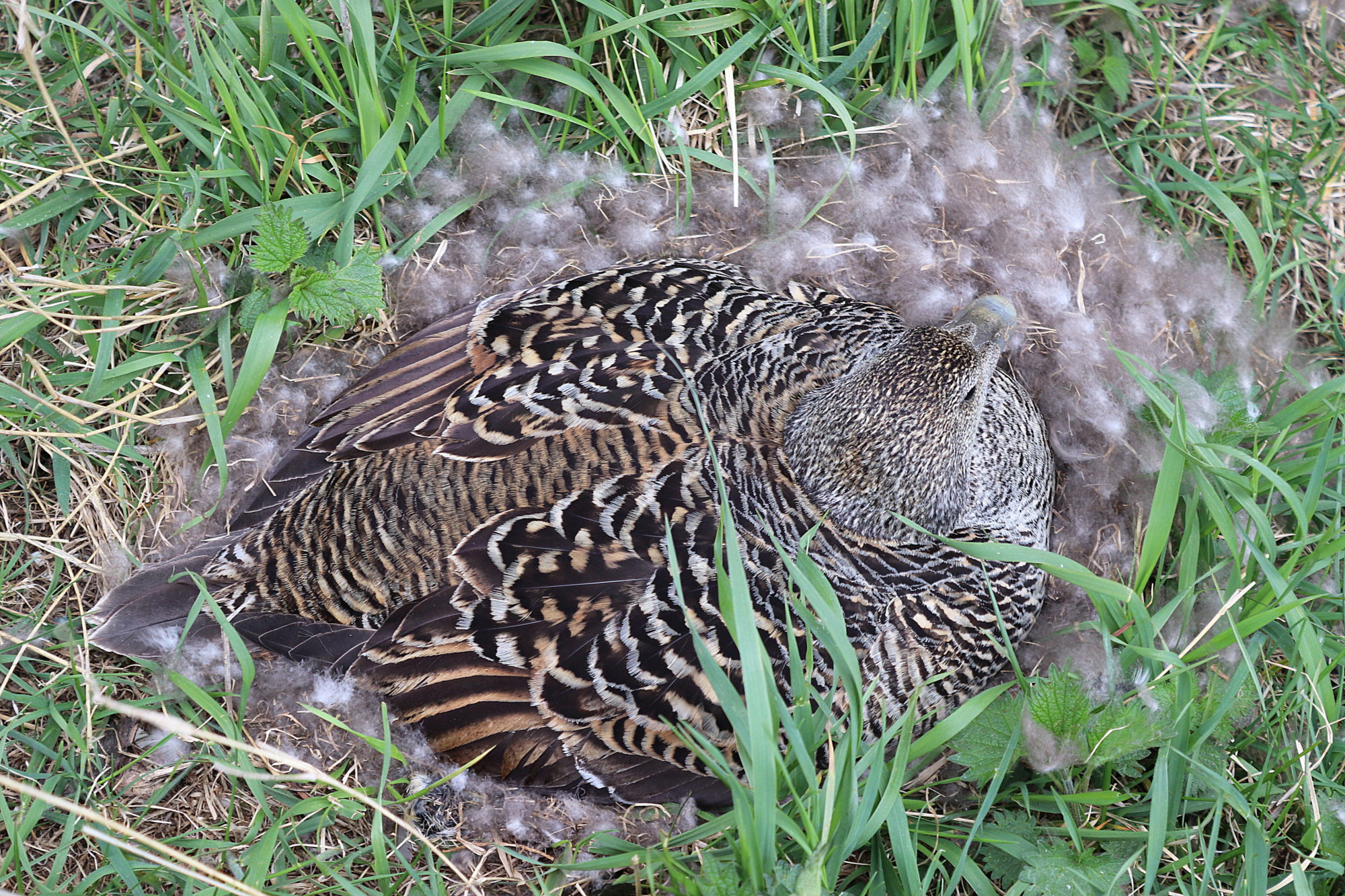 Valokuvaaja: Irja Lehtinen