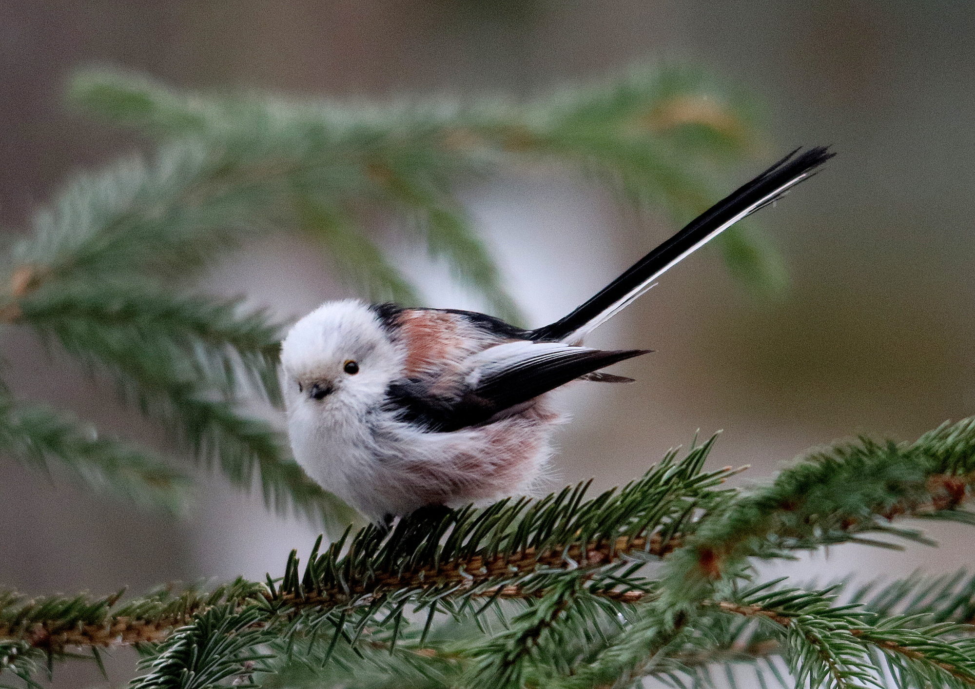 Valokuvaaja: Hannu Rasiranta