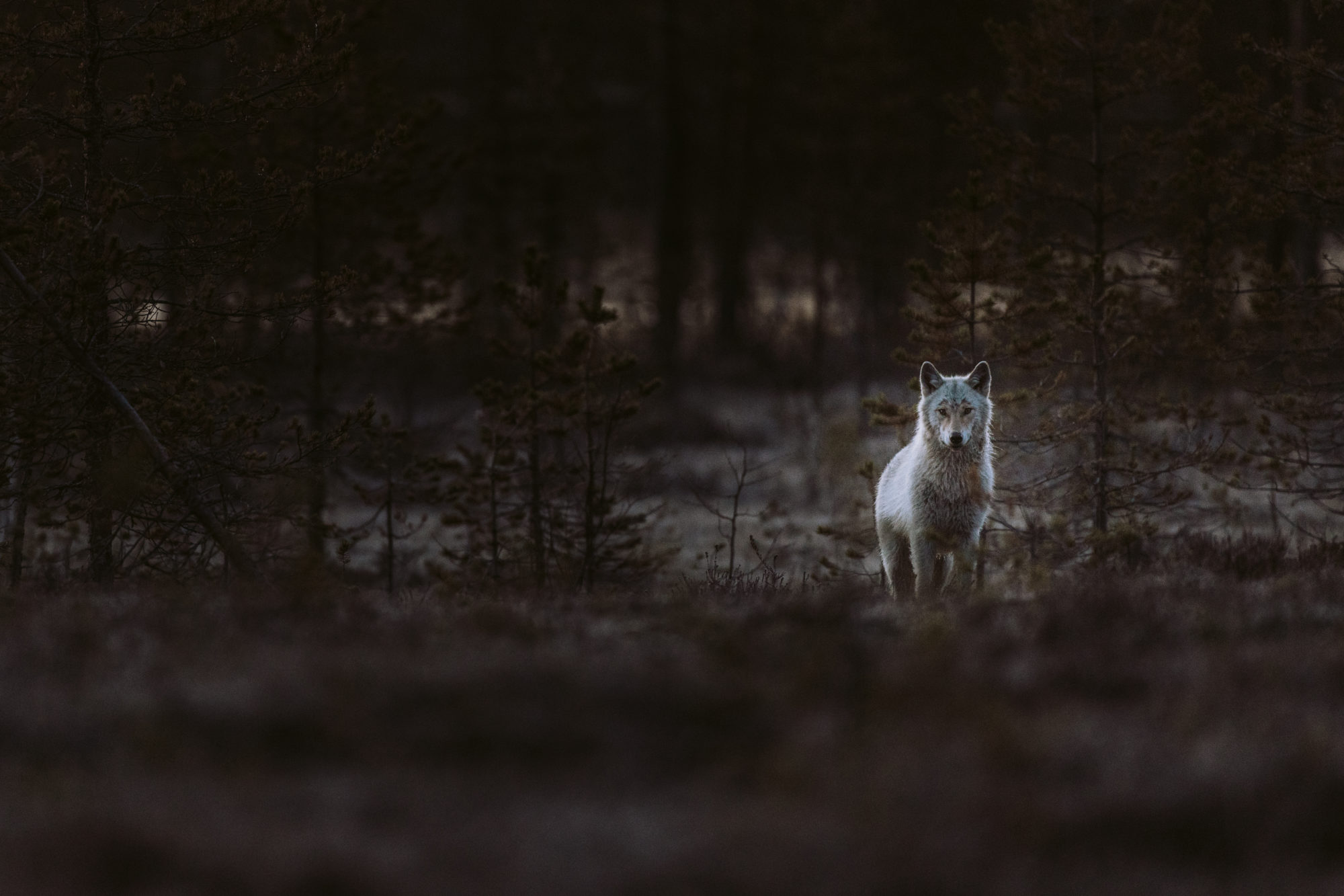 Valokuvaaja: Joel Forsman