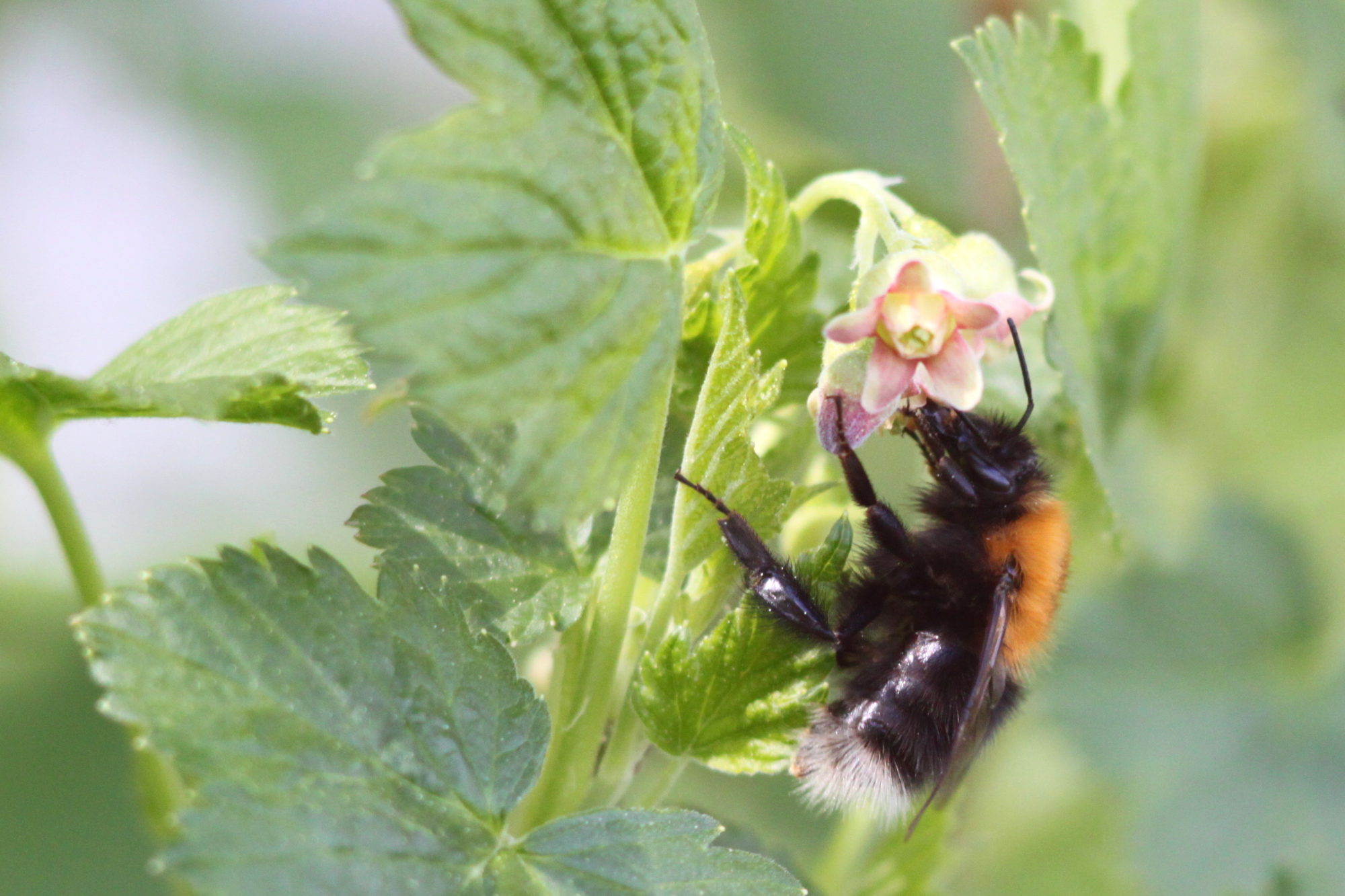 Valokuvaaja: Kaarlo Asikainen